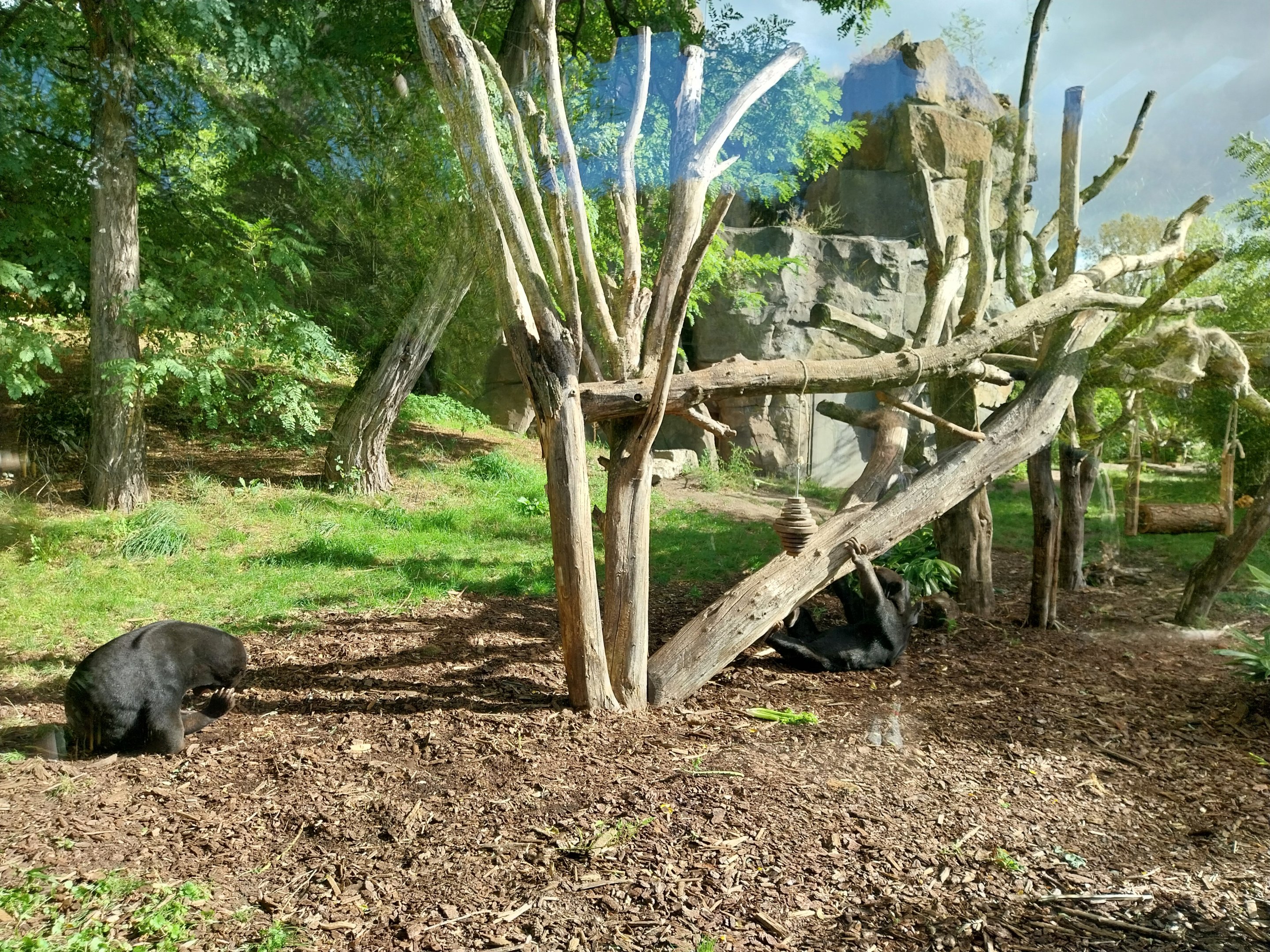 ABH - Sunbear (Helarctos malayanus malayanus)