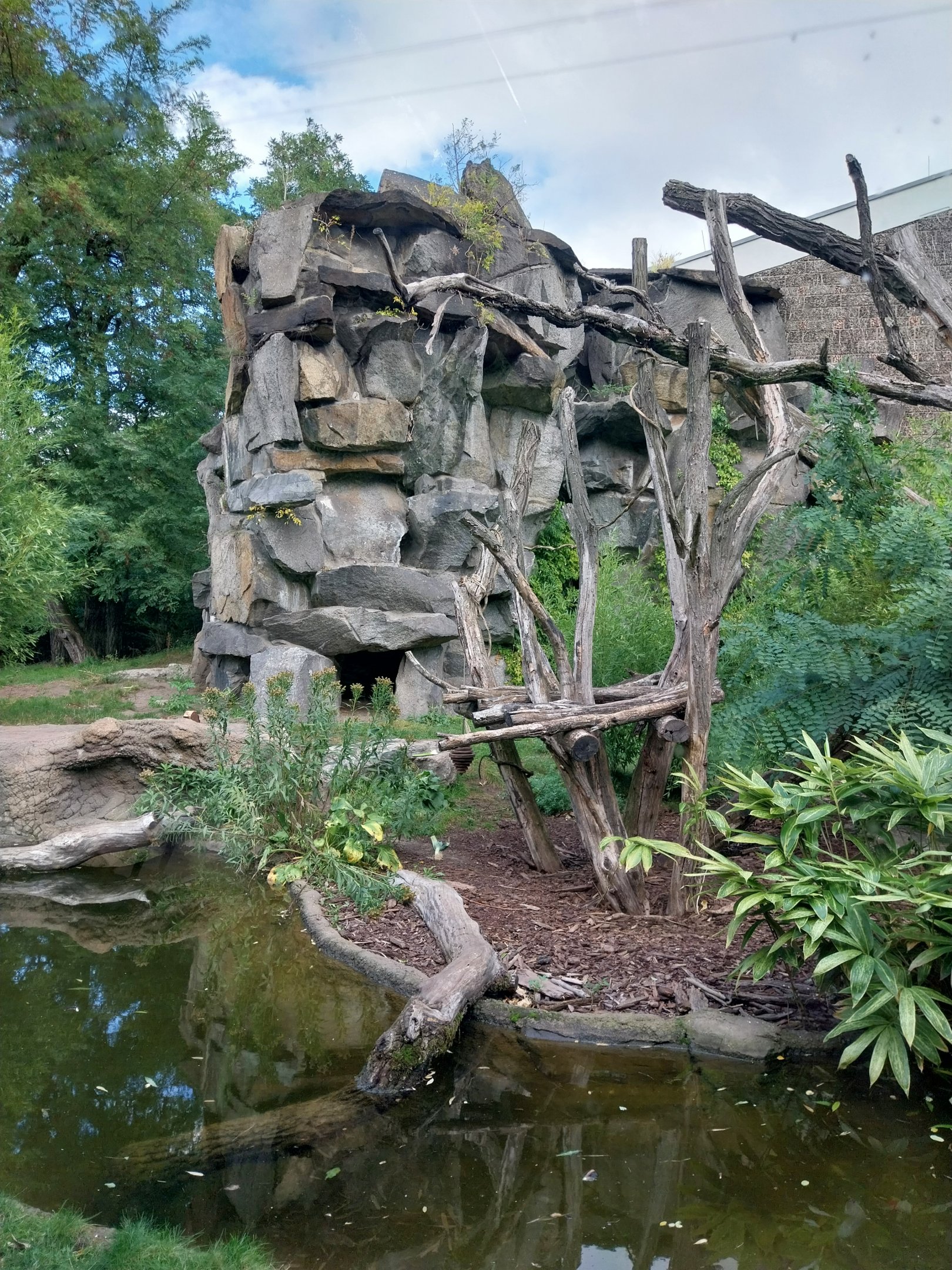 ABH - Sunbear (Helarctos malayanus malayanus)