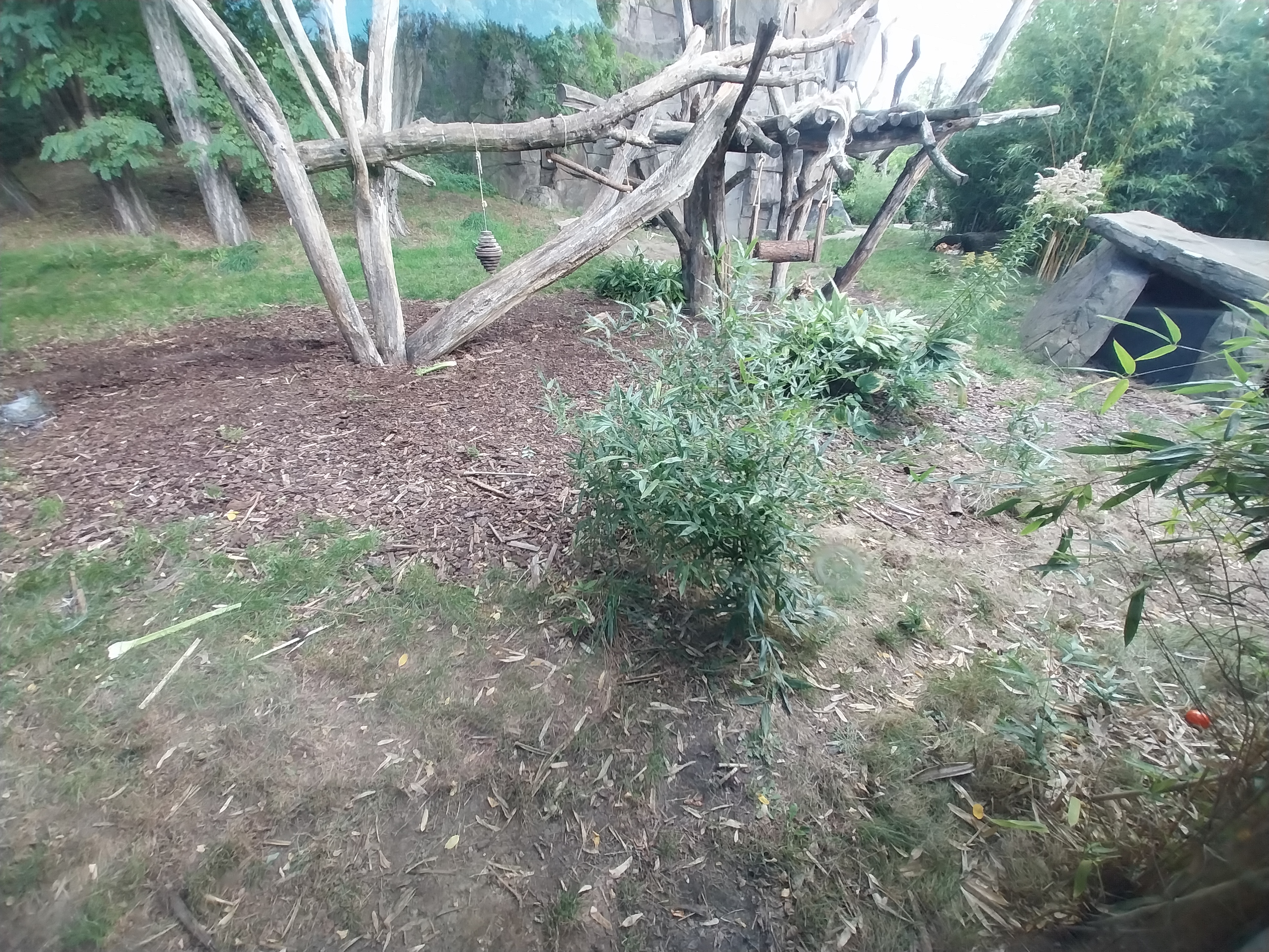 ABH - Sunbear (Helarctos malayanus malayanus)