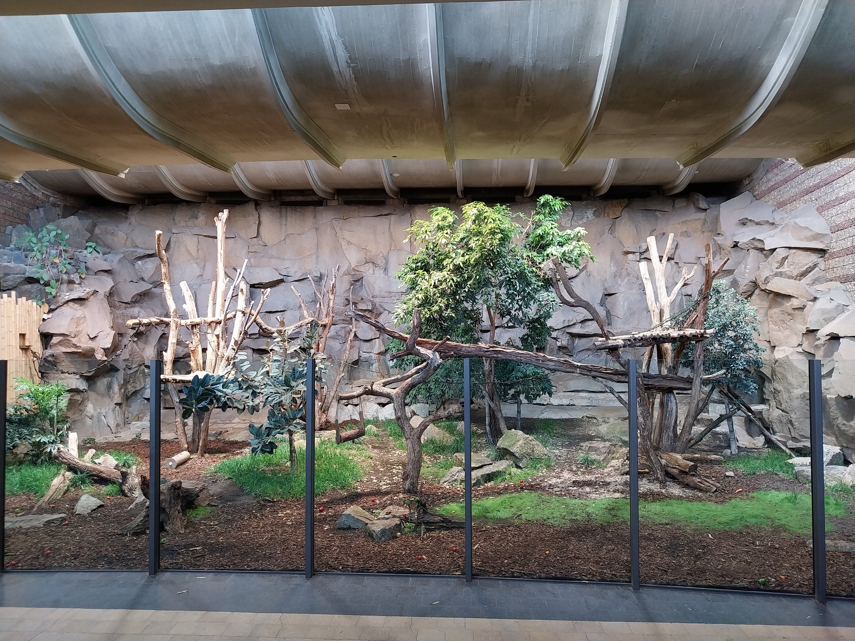 ABH - Sunbear (Helarctos malayanus malayanus)