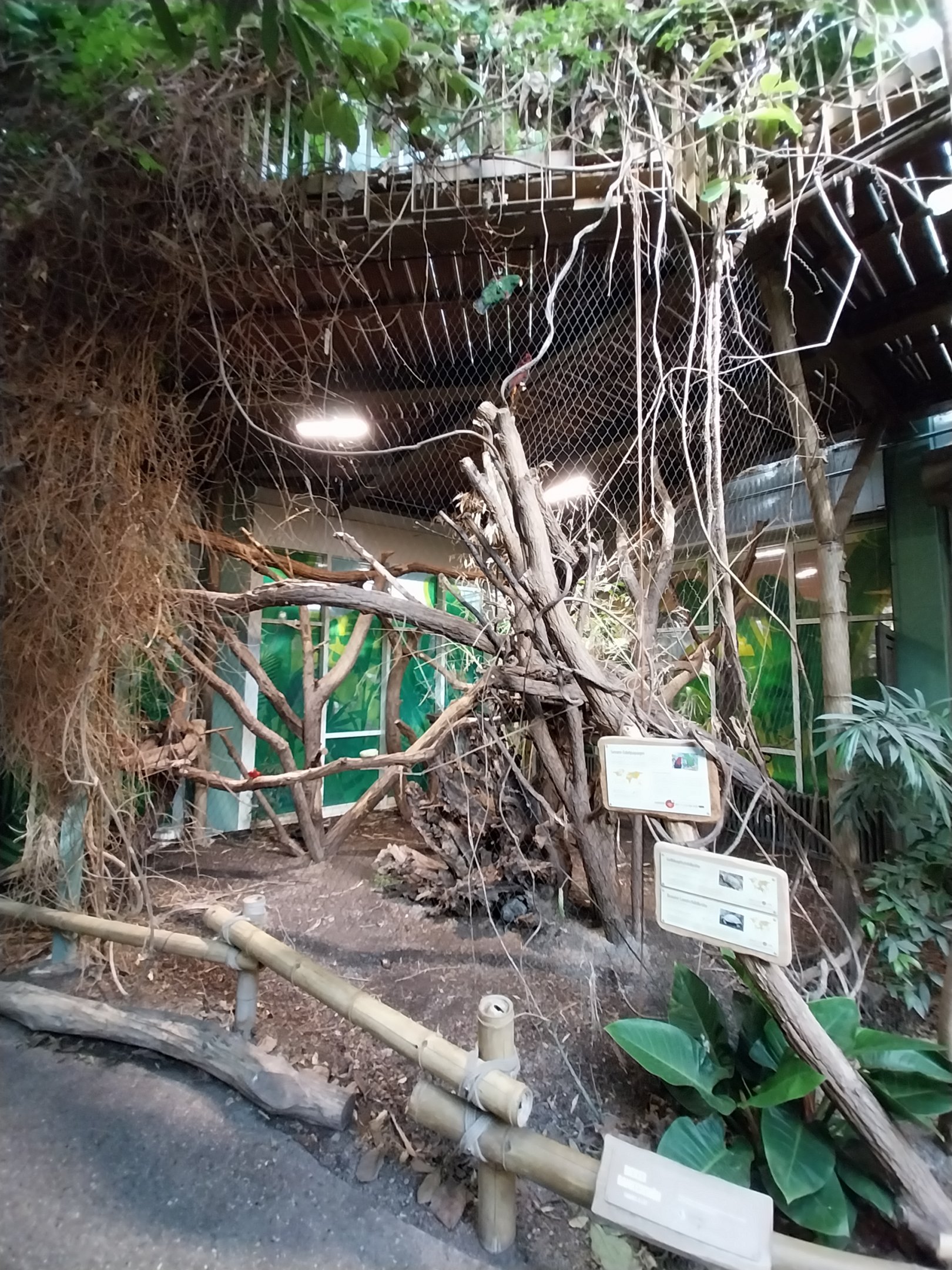 ABH - Tropical Rainforest - Aviary
