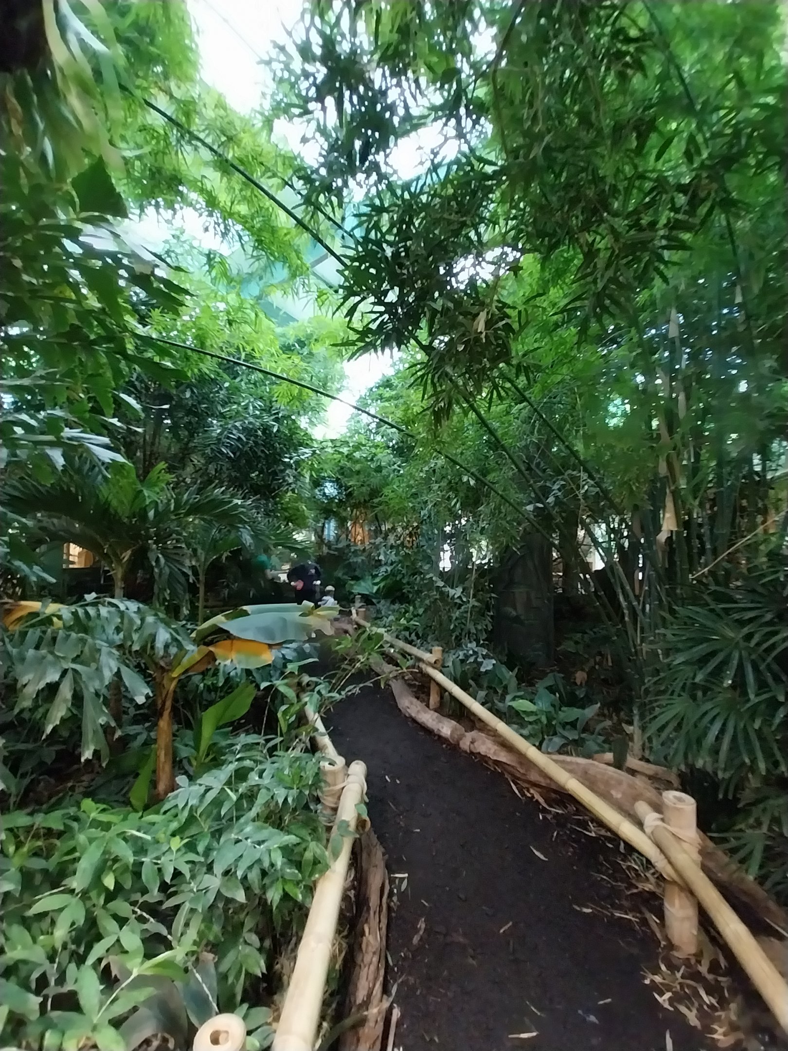 ABH - Tropical Rainforest - General view