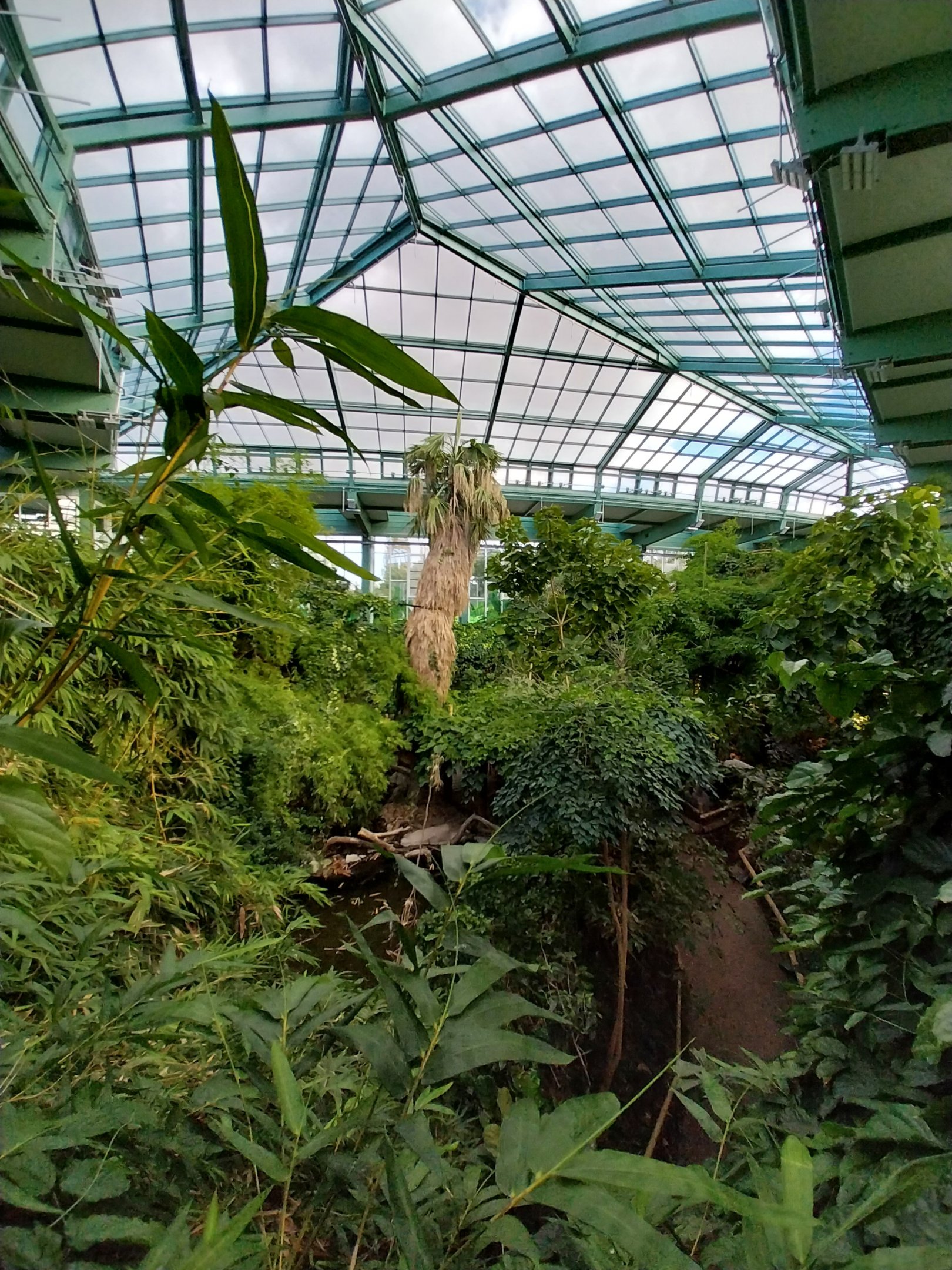 ABH - Tropical Rainforest - General view