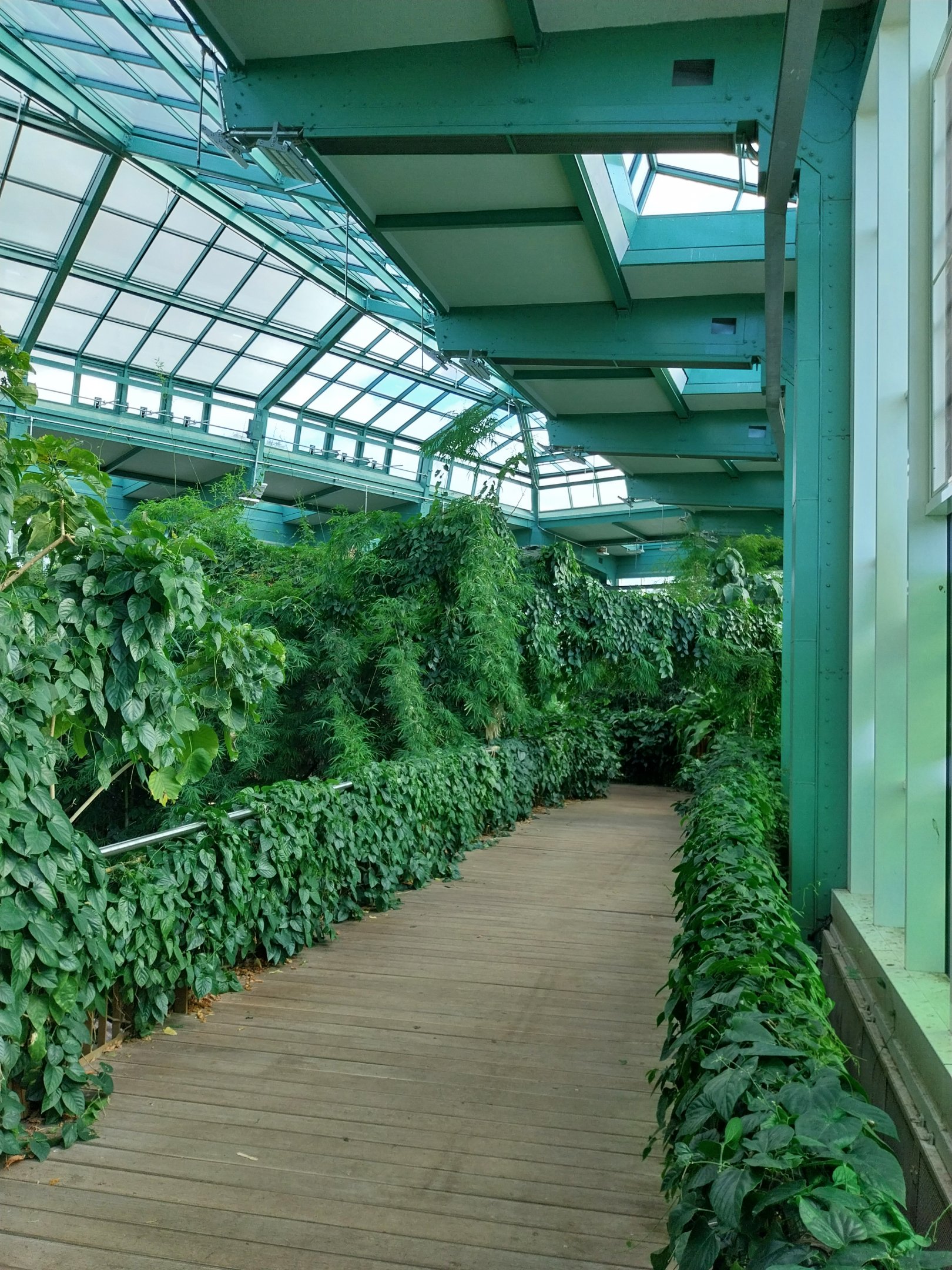 ABH - Tropical Rainforest - General view