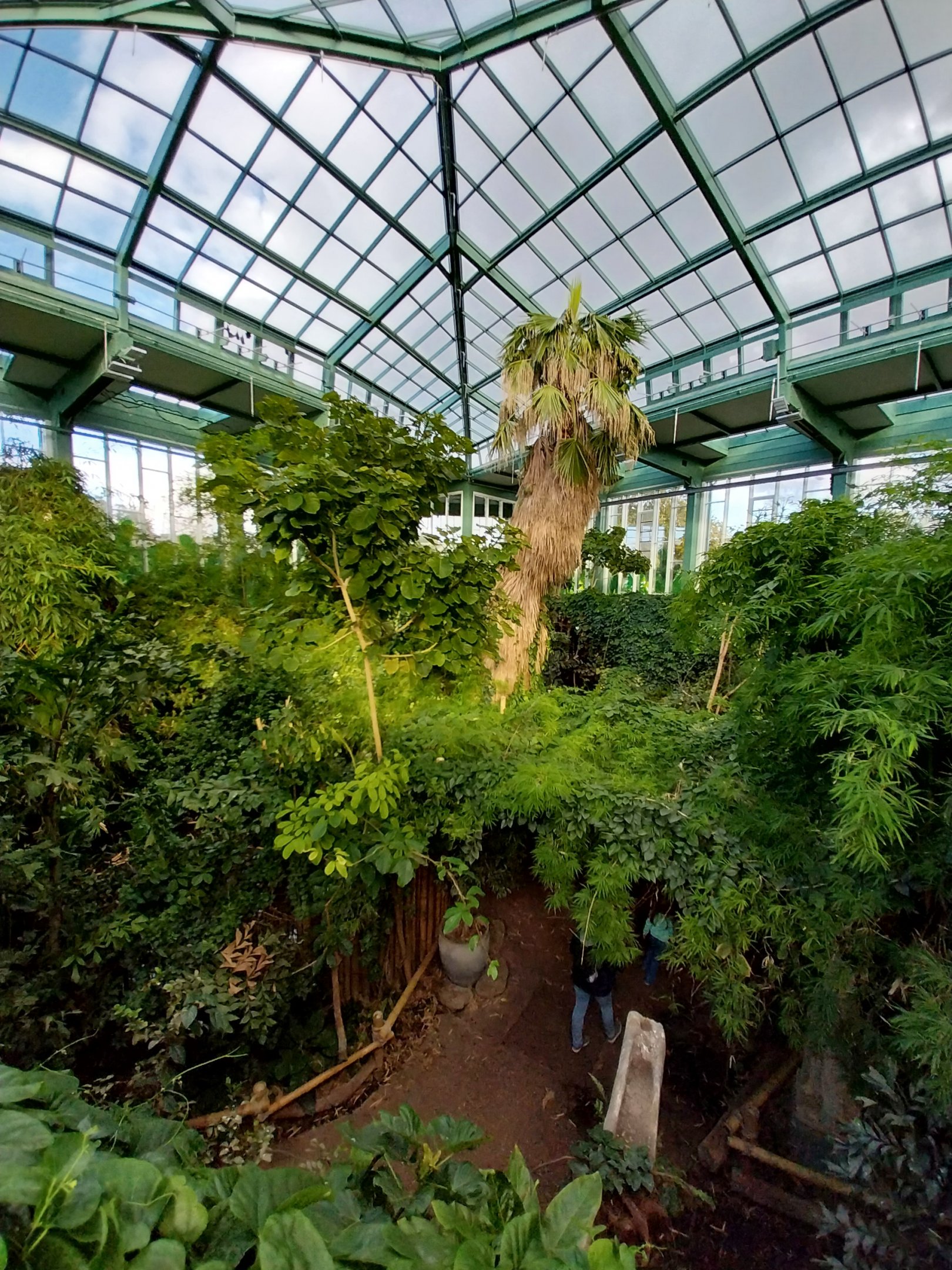 ABH - Tropical Rainforest - General view
