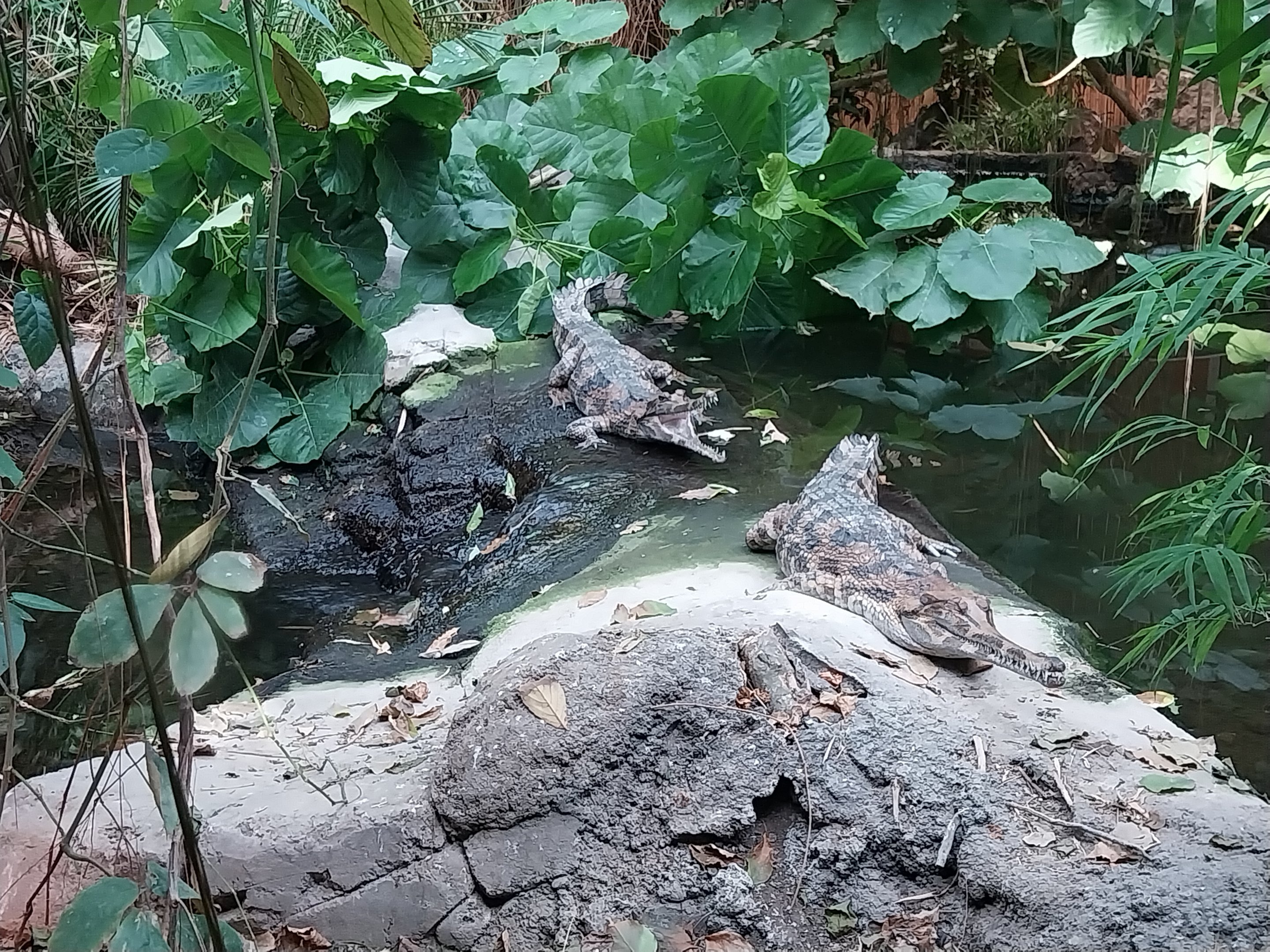 ABH - Tropical Rainforest - Gharial exhibit 1