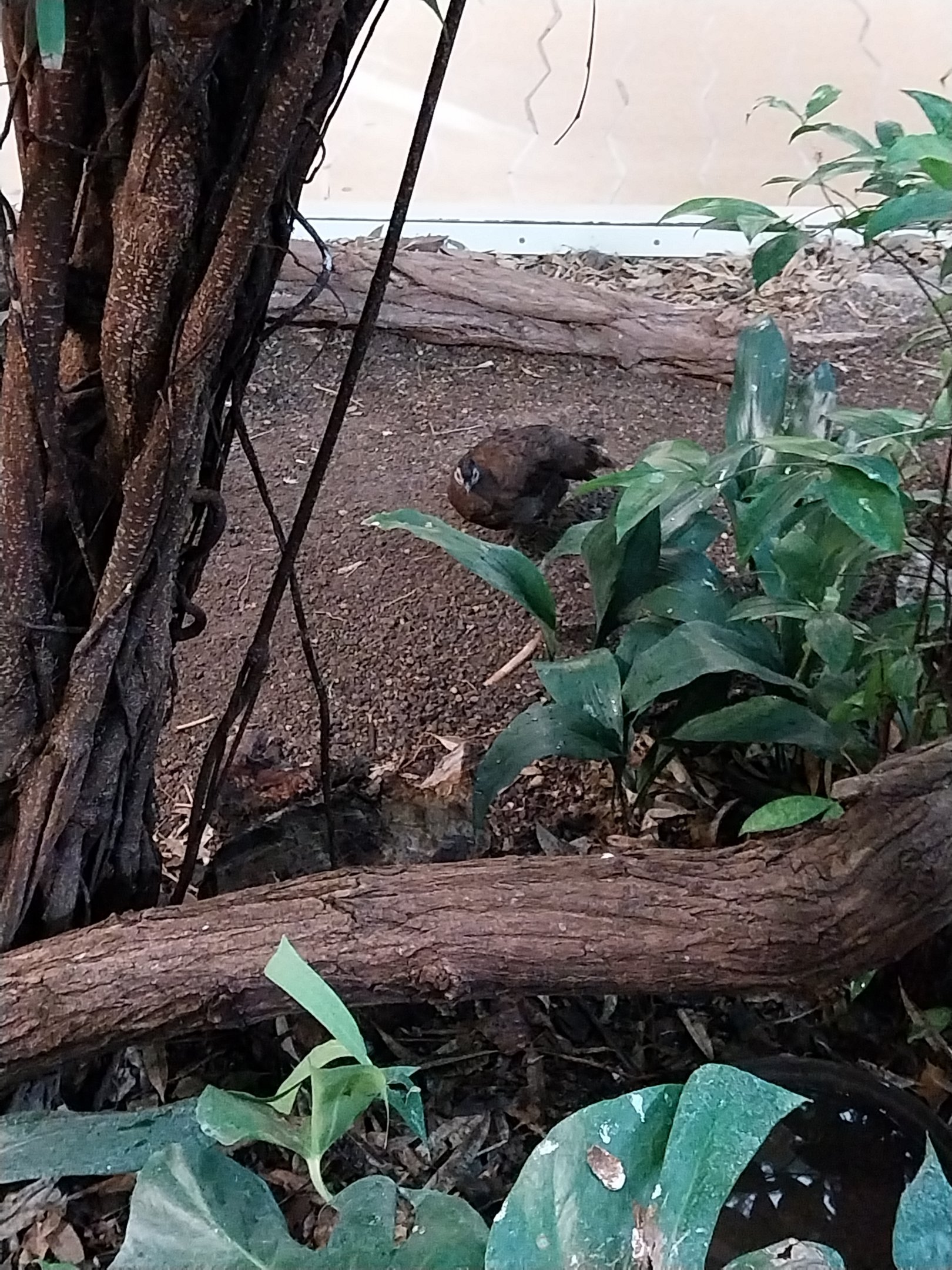 ABH - Tropical Rainforest - Palawan Peacock-pheasant (Polyplectron napoleonis)