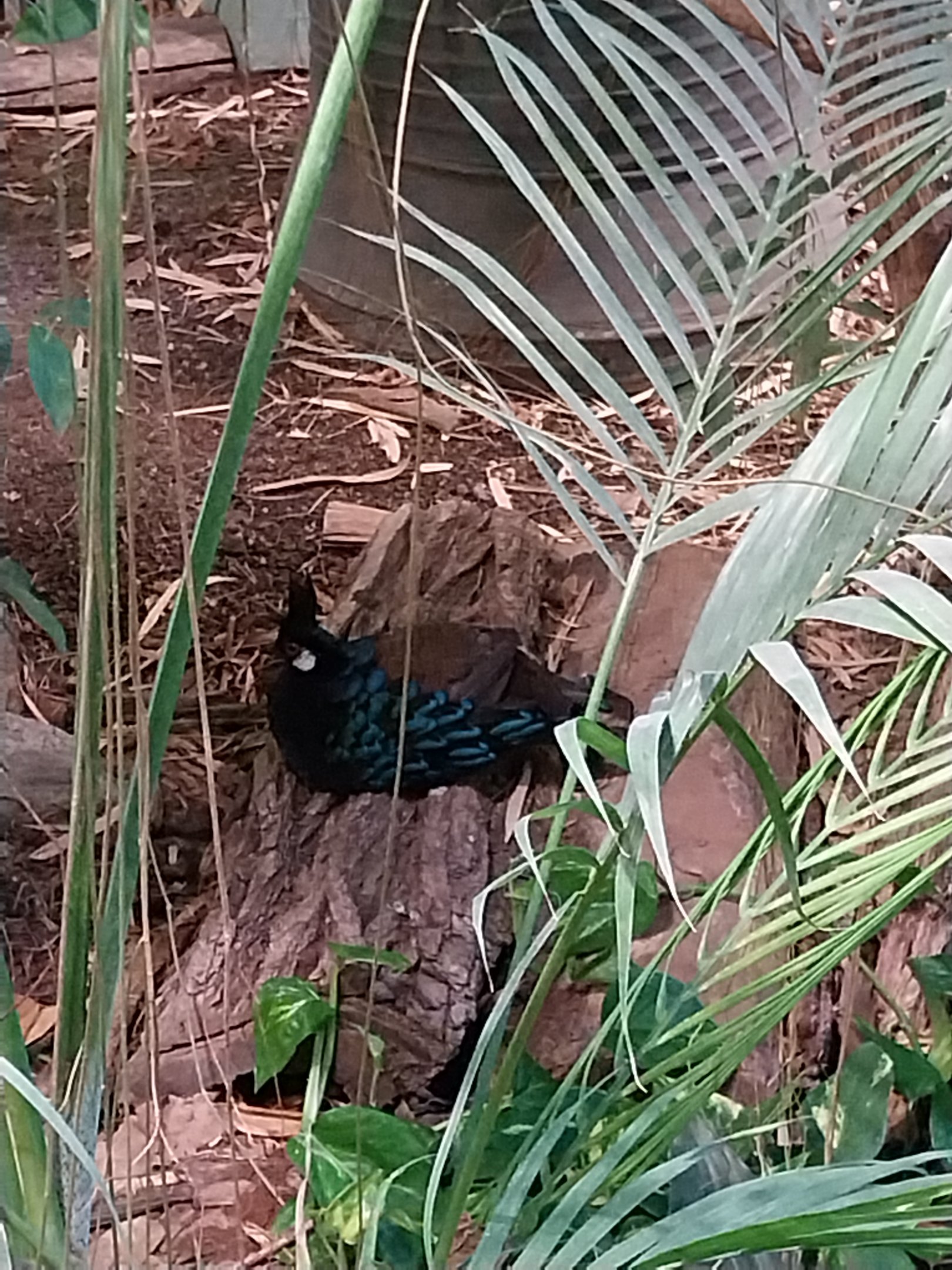 ABH - Tropical Rainforest - Palawan Peacock-pheasant (Polyplectron napoleonis)