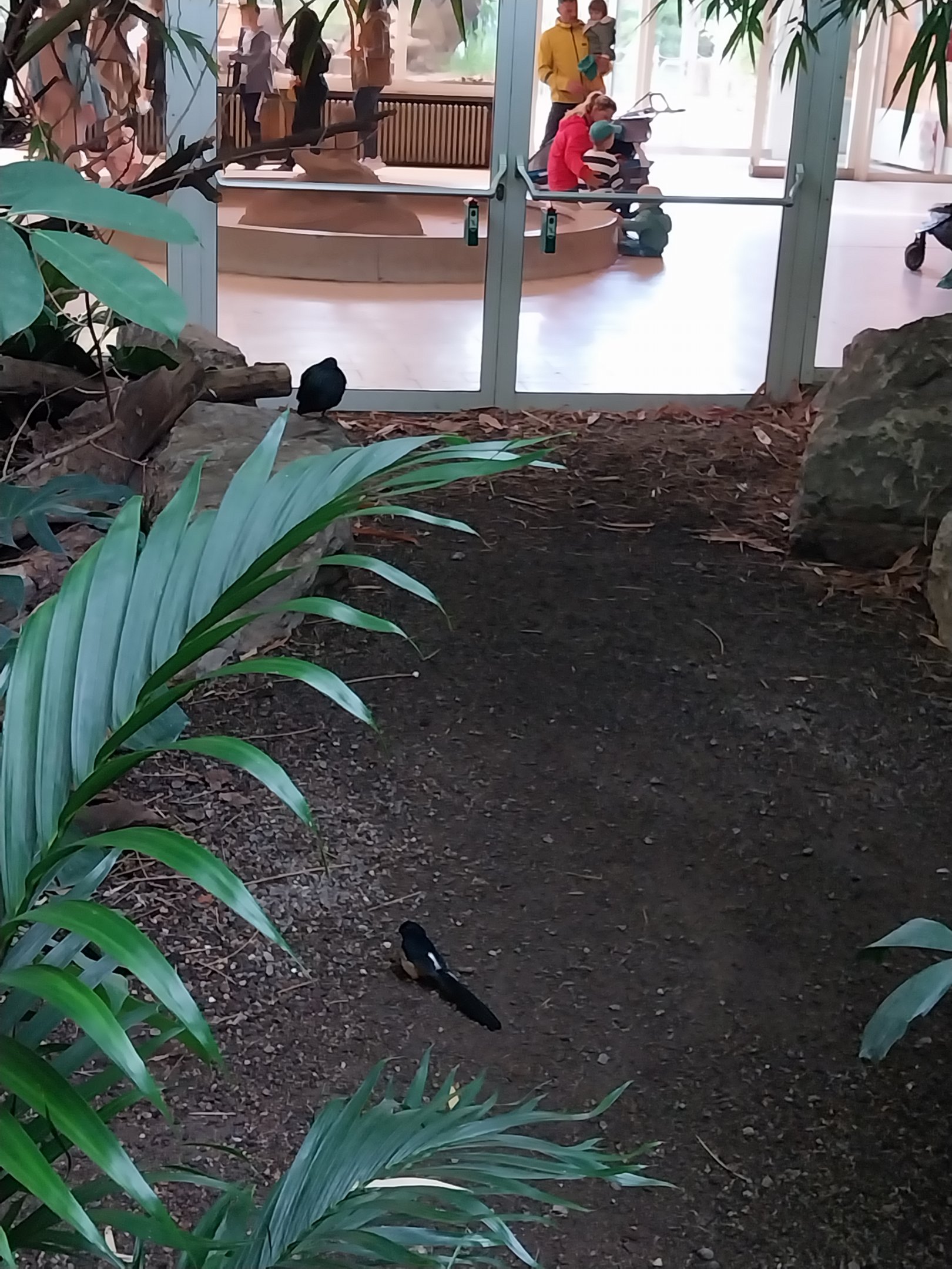 ABH - Tropical Rainforest - White-rumped Shama (Copsychus malabaricus) and Nicobar Pigeon (Caloenas nicobarica)