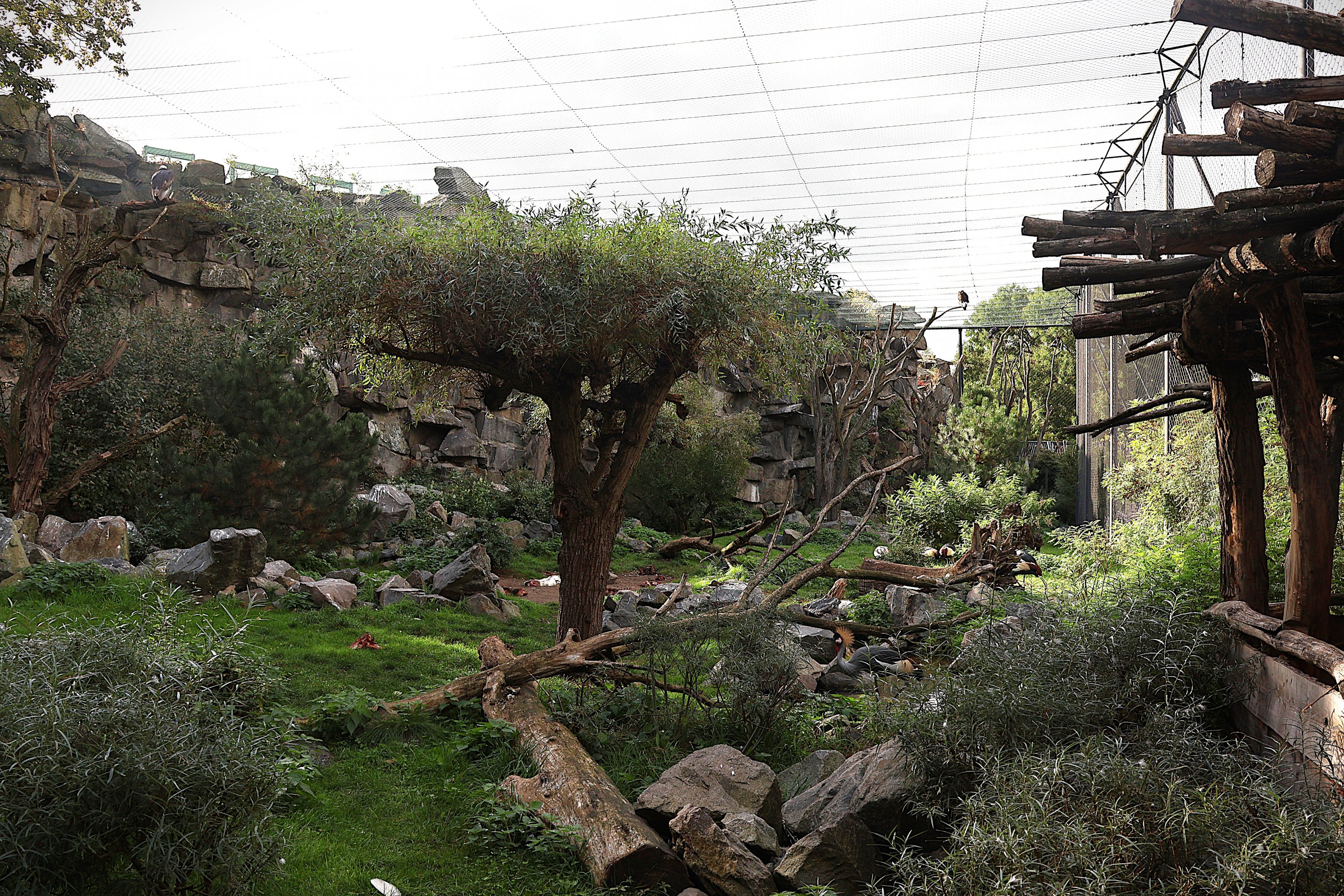 ABH - Vulture aviary