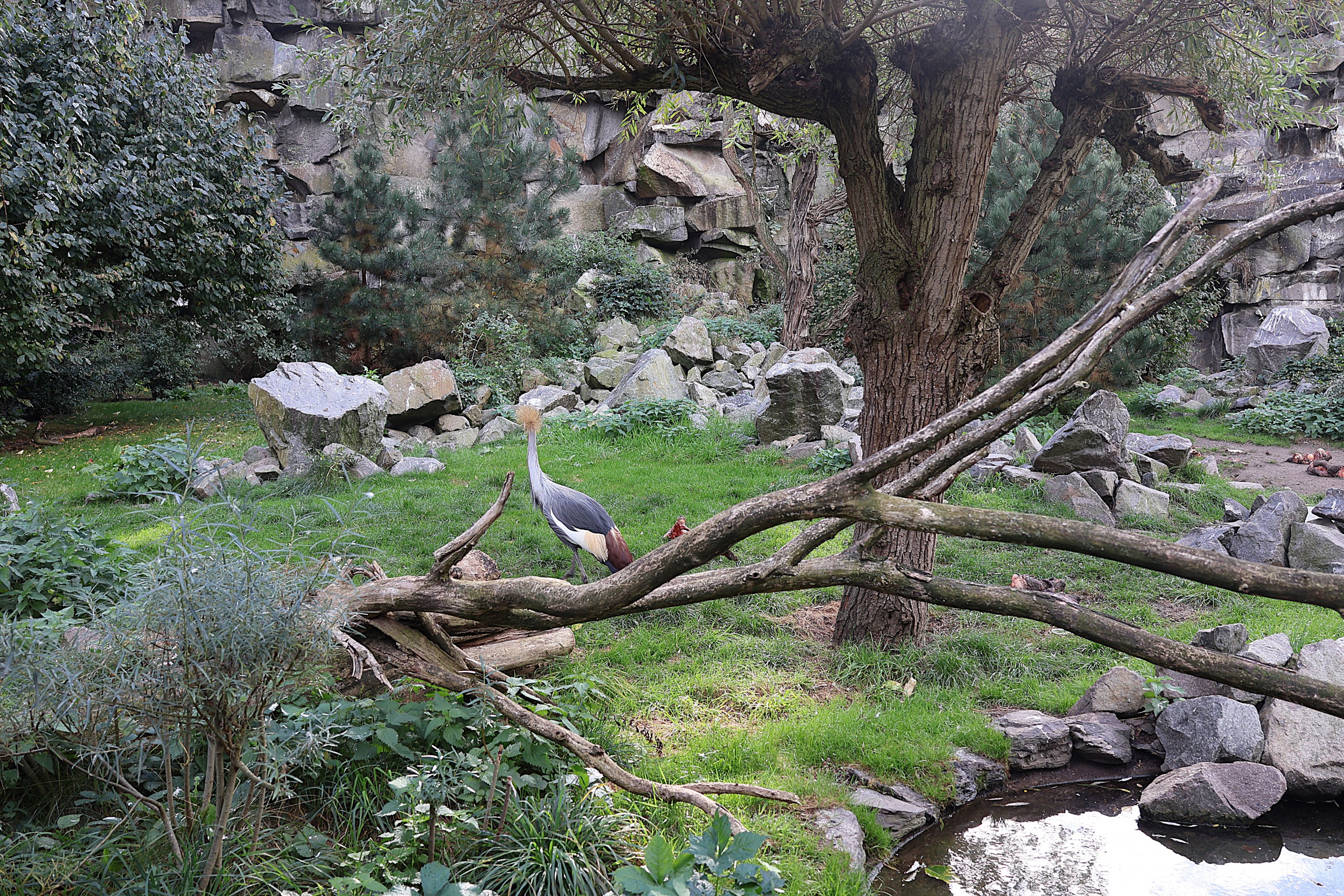 ABH - Vulture aviary