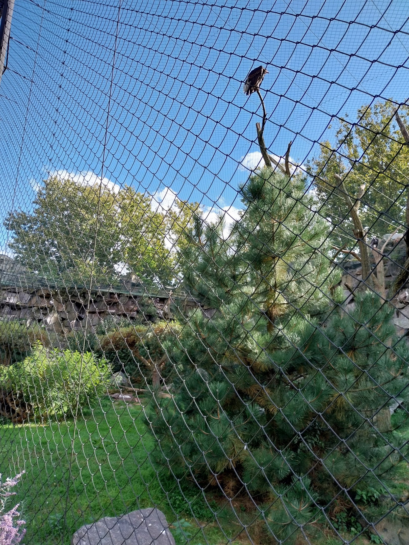 ABH - Vulture aviary