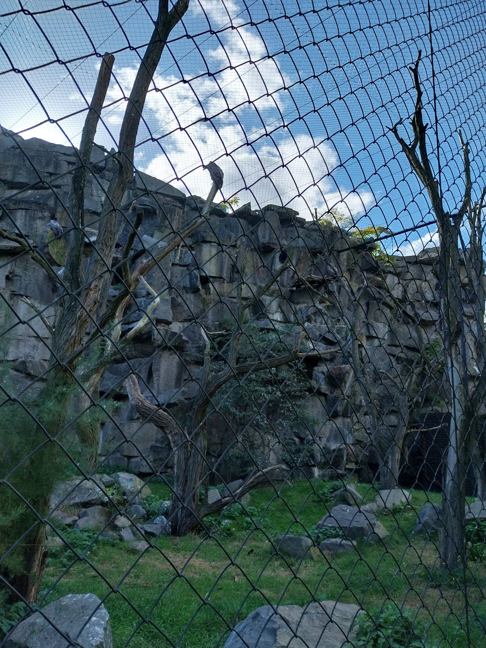 ABH - Vulture aviary