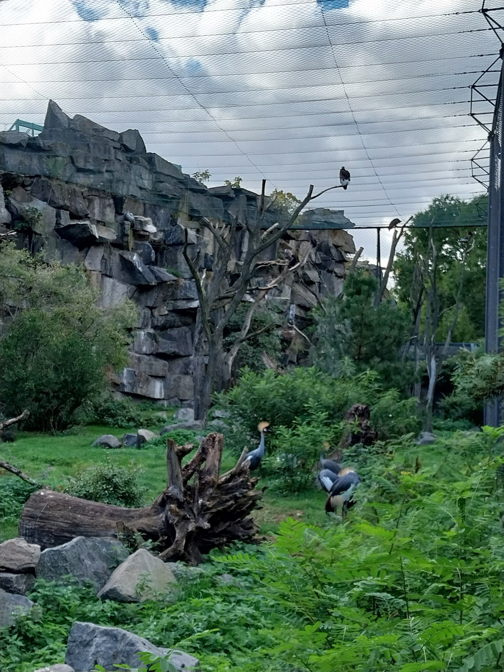 ABH - Vulture aviary