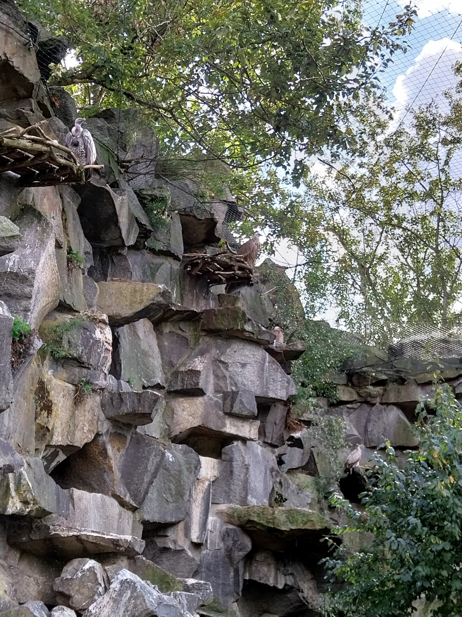 ABH - Vulture aviary