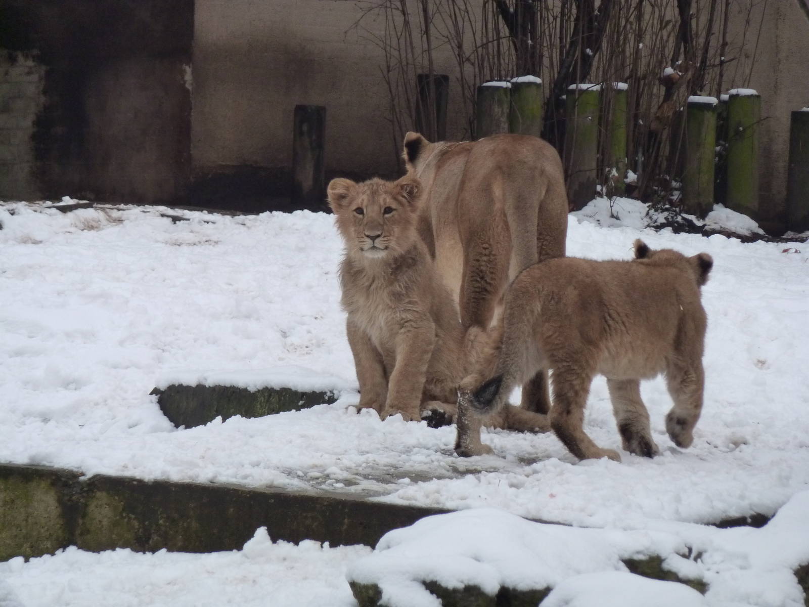 Abi and cubs