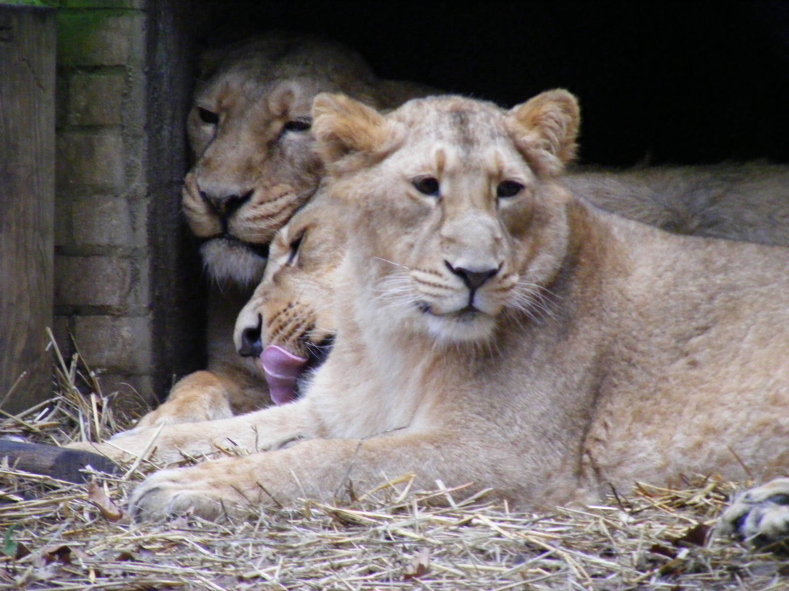 Abi, Max and Rubi the Asiatic lions at London Zoo, 15 January 2011