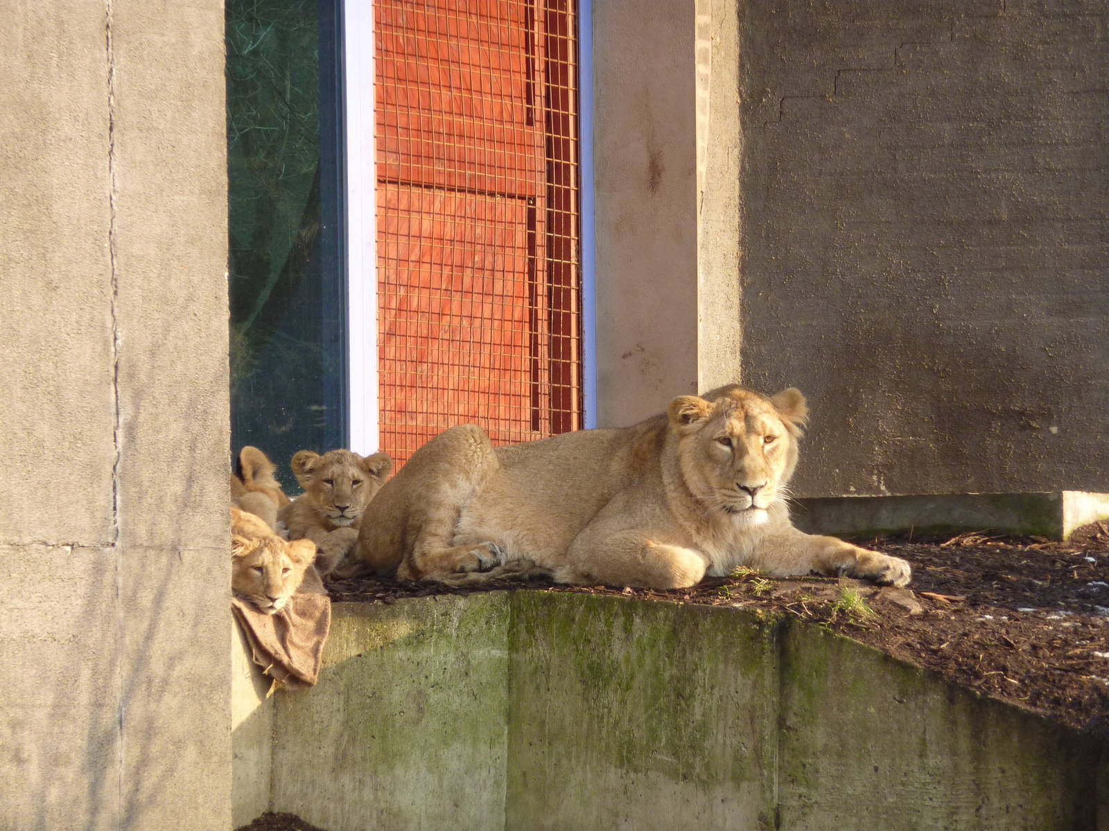 Abi with her cubs, 7th Feb 2012