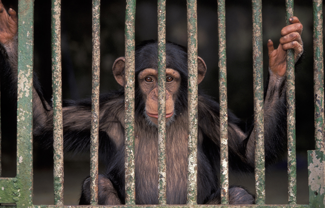 Abidjan Zoo - Ivory Coast