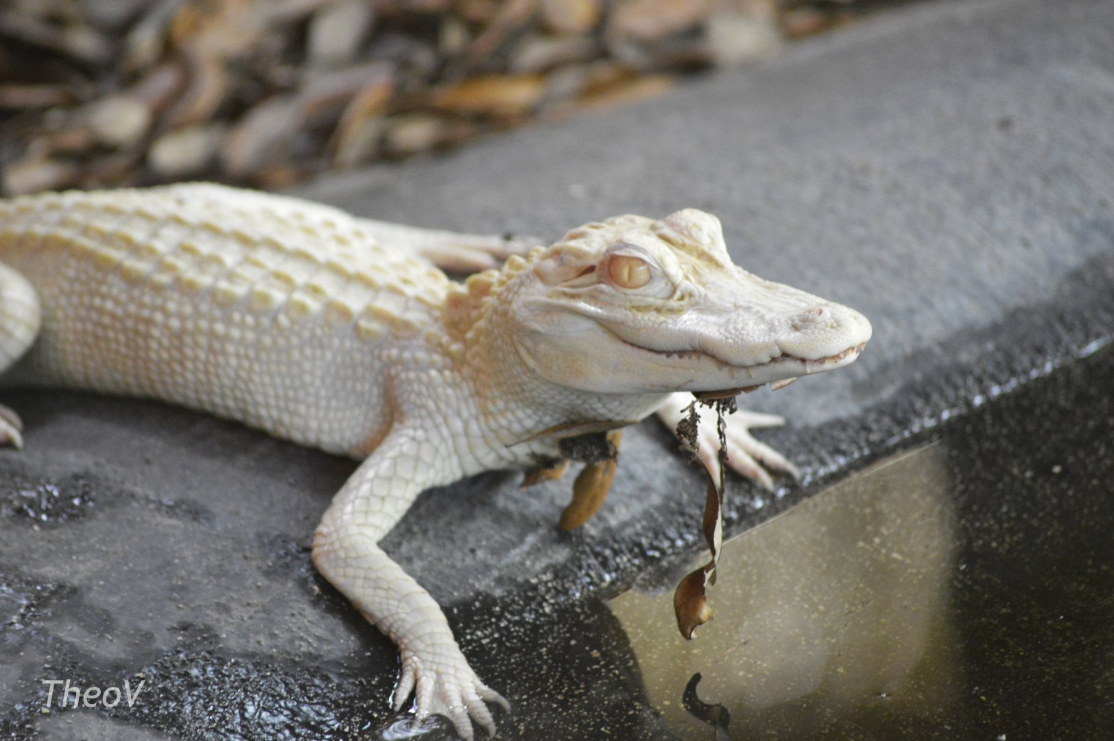 Abino American alligator [2017]