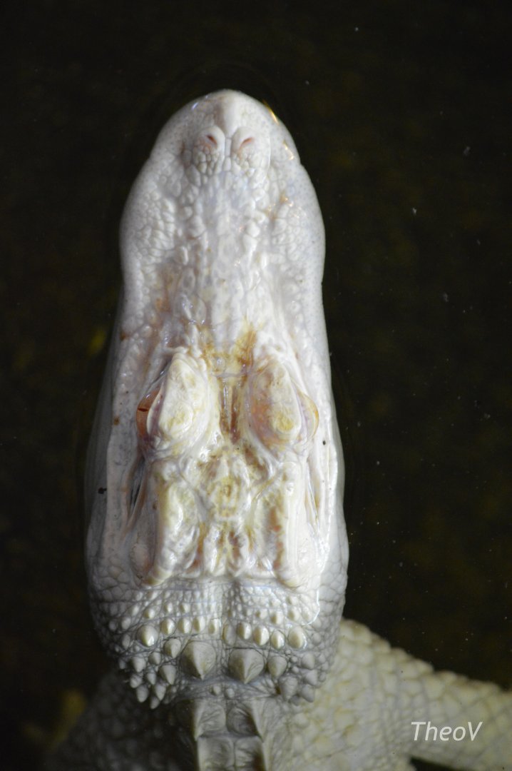 Abino American alligator [2017]