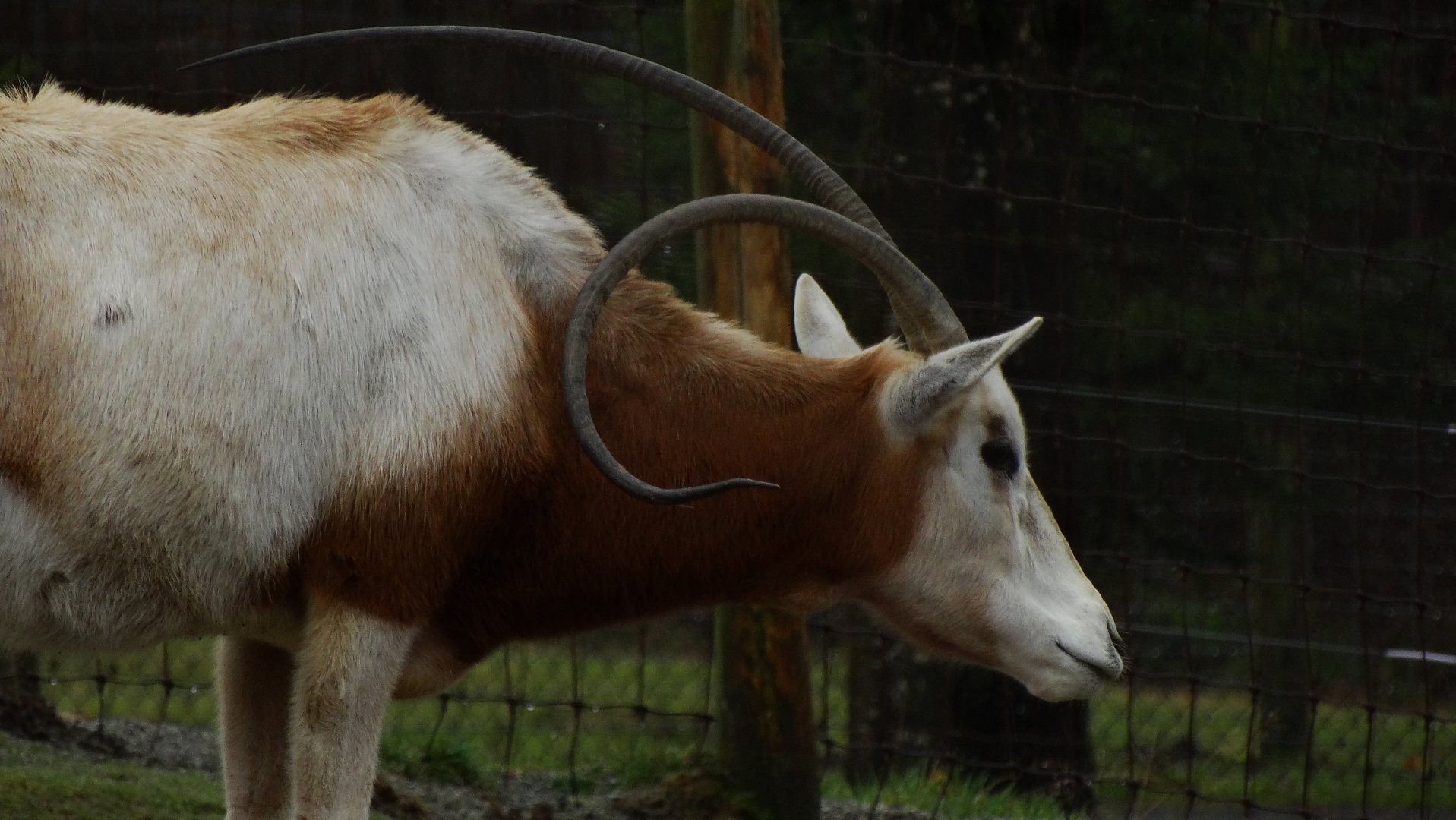 Abnormally curved horn, some kind of deficiency?