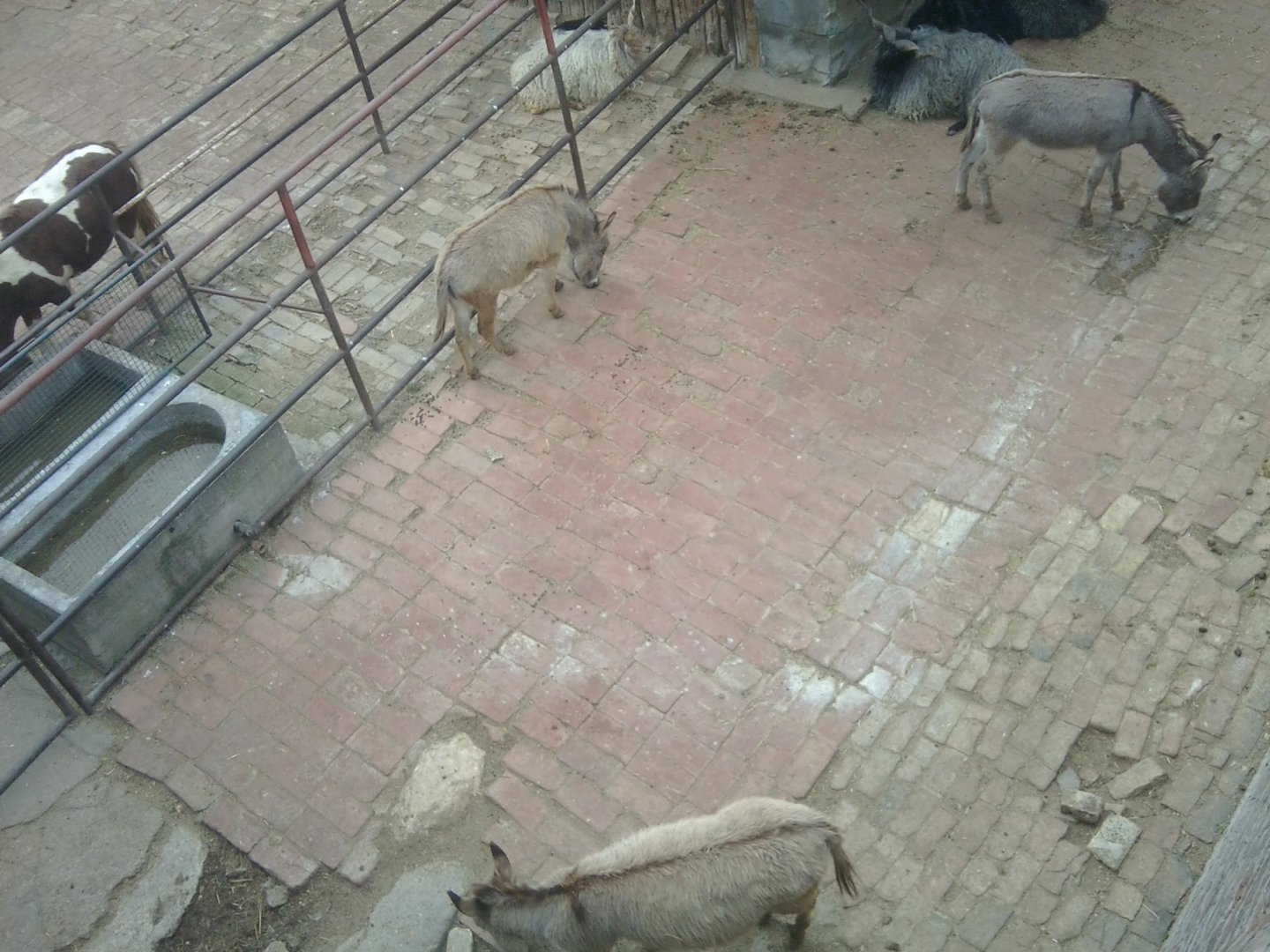 Abondaned big-cat complex, now with domestic donkey