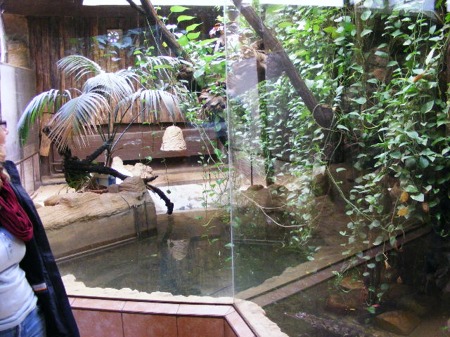 about one half of the Siam Crocodile Exhibit