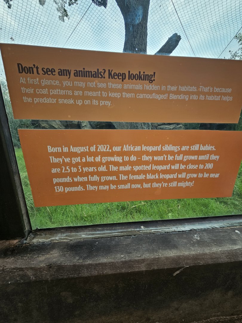 About the two leopards