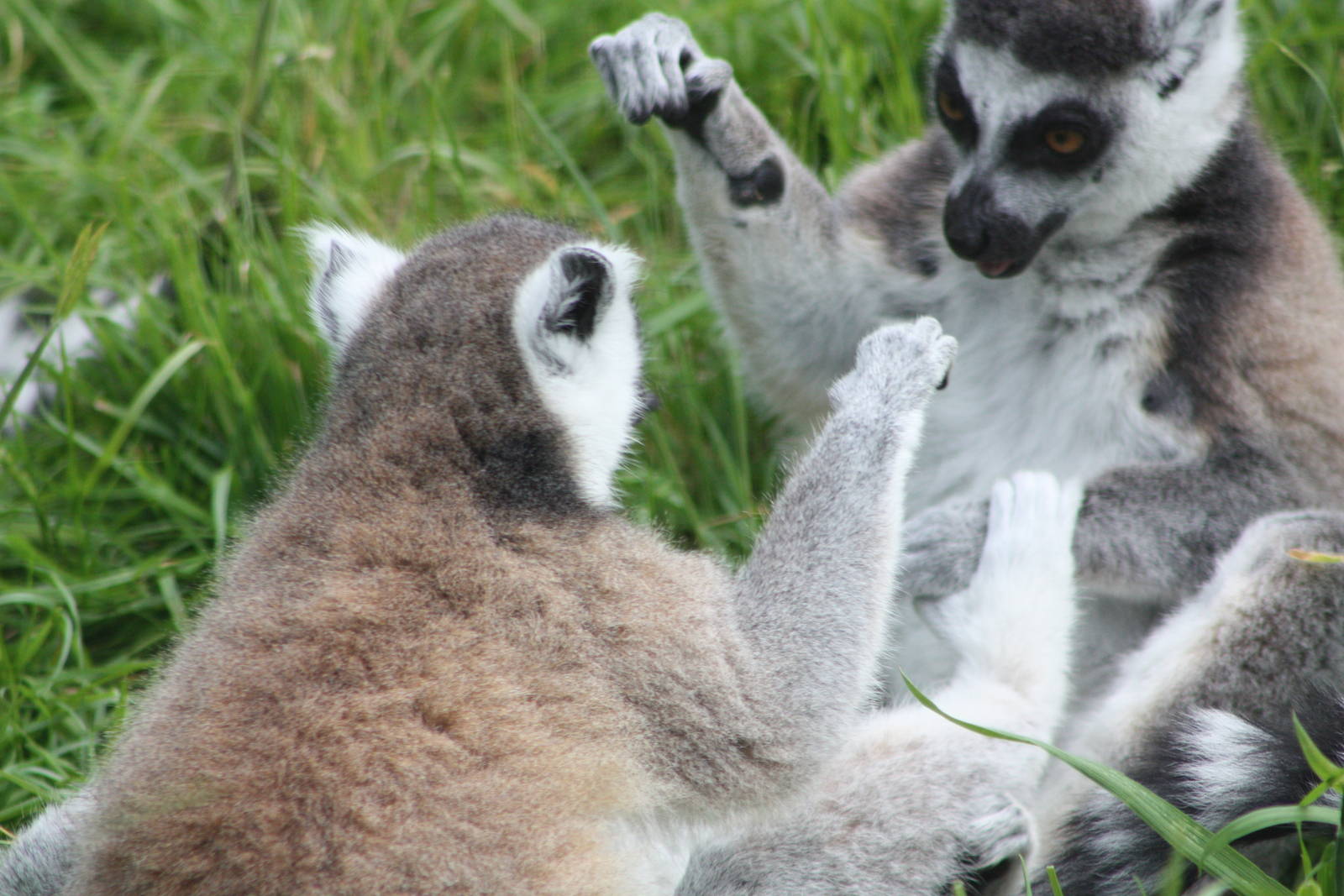 About to wrestle, 8th June 2014