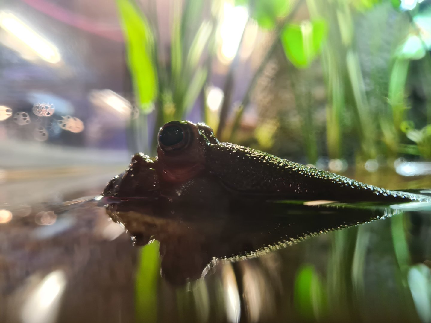 Above water New Guinea mudskipper (Periophthalmus cantonensis)
