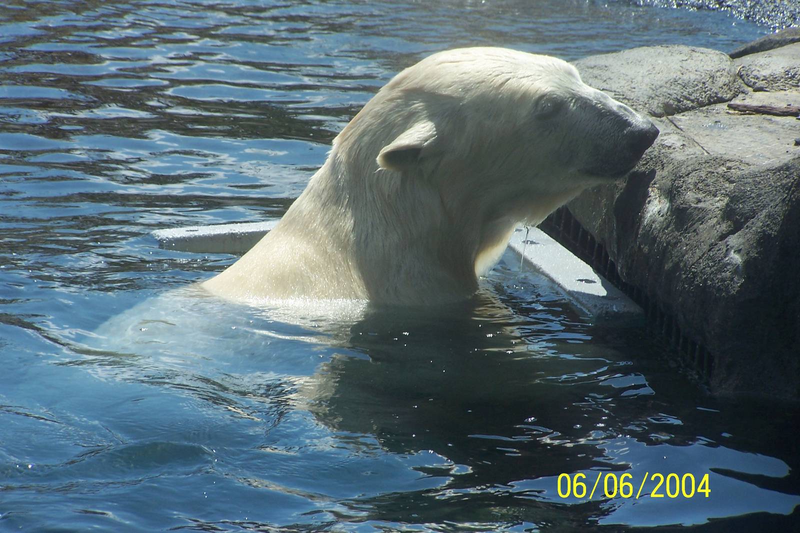 Above Water Polar Bear Viewing ~ Polar Frontier