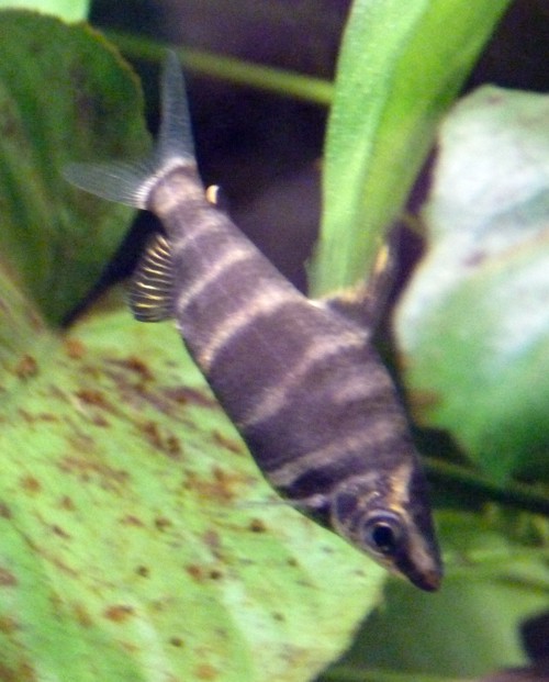 Abramites Hypselonotus 2 (22-7-17 Faunia)