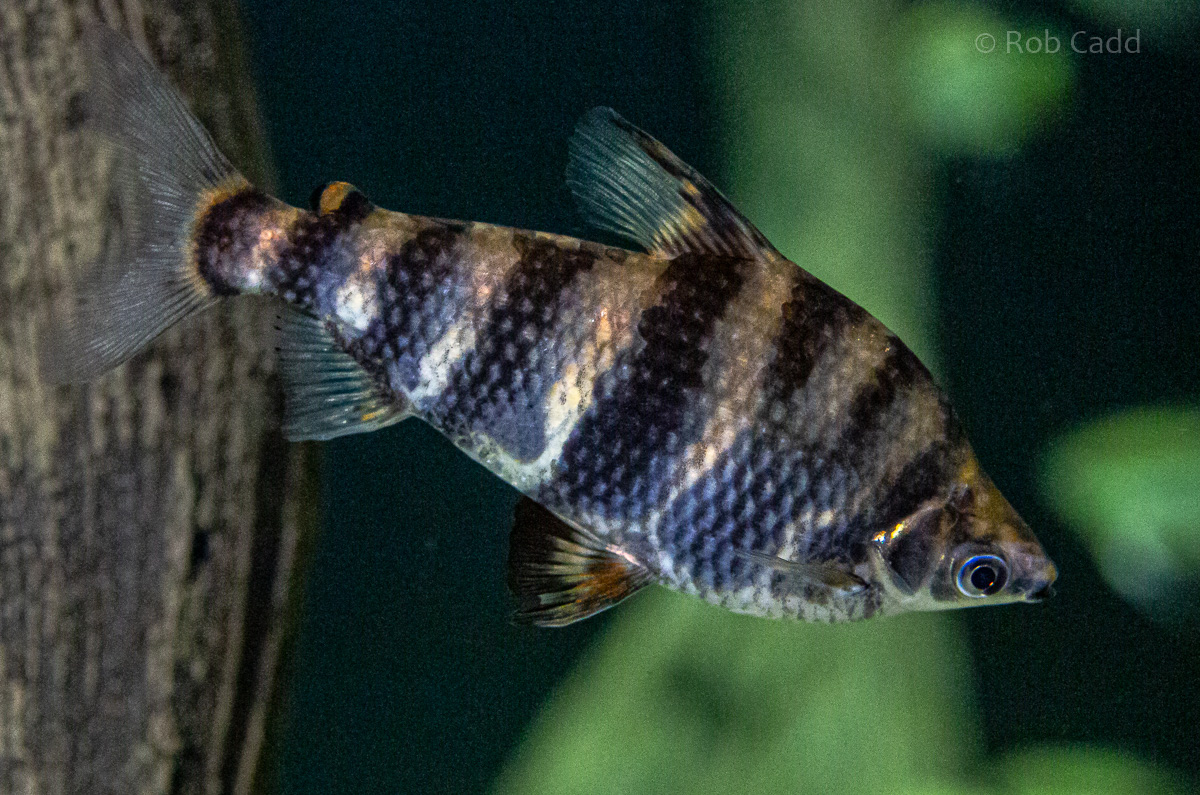 Abramites hypselonotus : Whipsnade : 06 Sep 2019