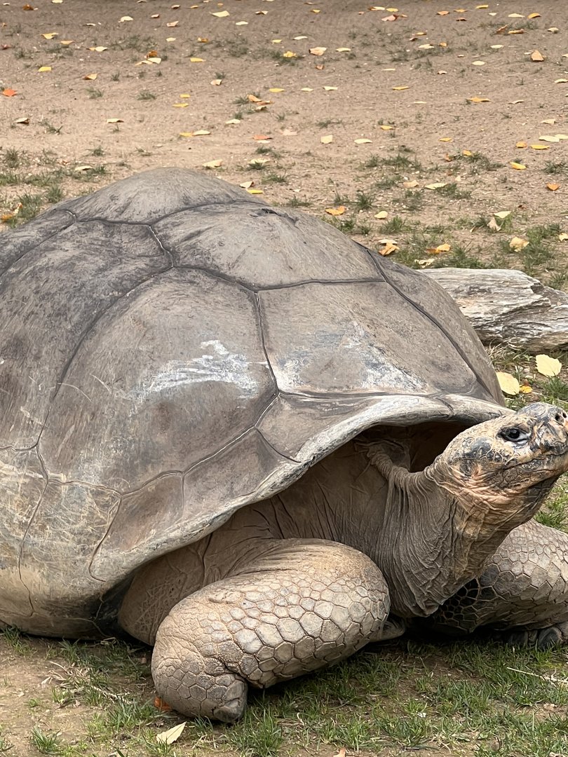 Abrazzo the male Galapagos giant tortoise