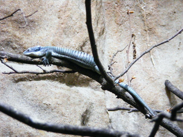 Abronia graminea