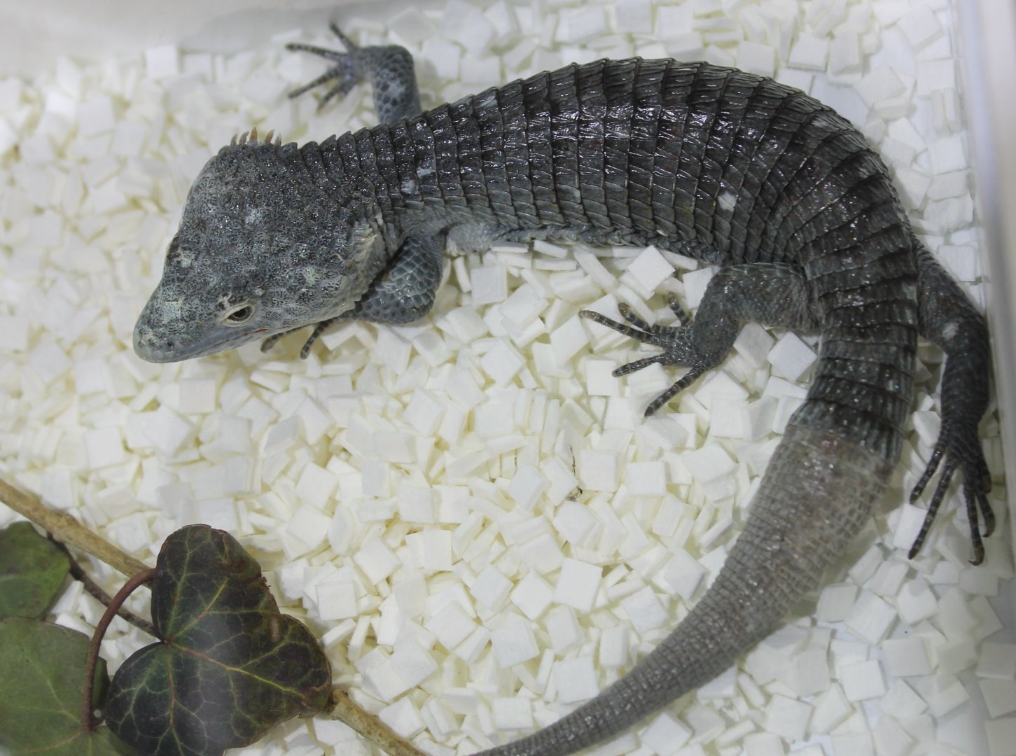 Abronia species