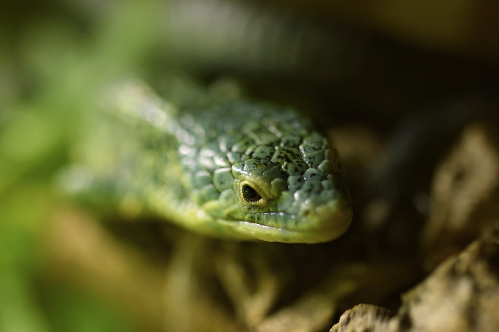 Abronia vasconcelosii