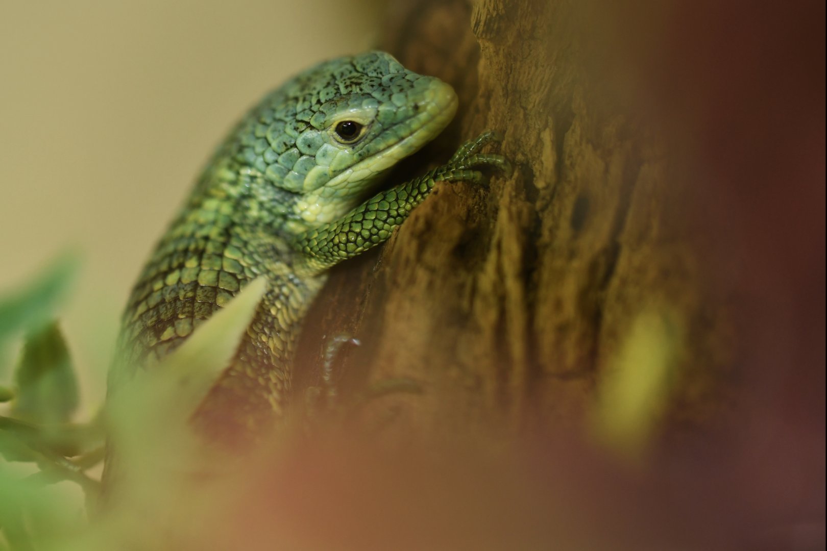 Abronia vasconcelosii