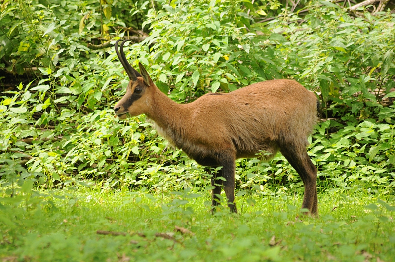 Abruzi chamois