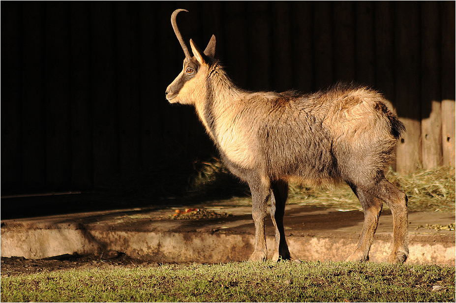 Abruzzi chamois at Hellabrunn