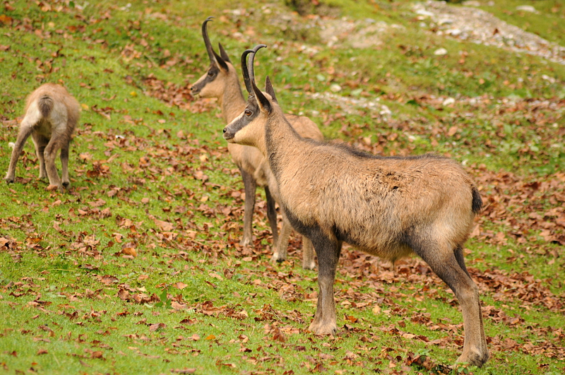 Abruzzi chamois