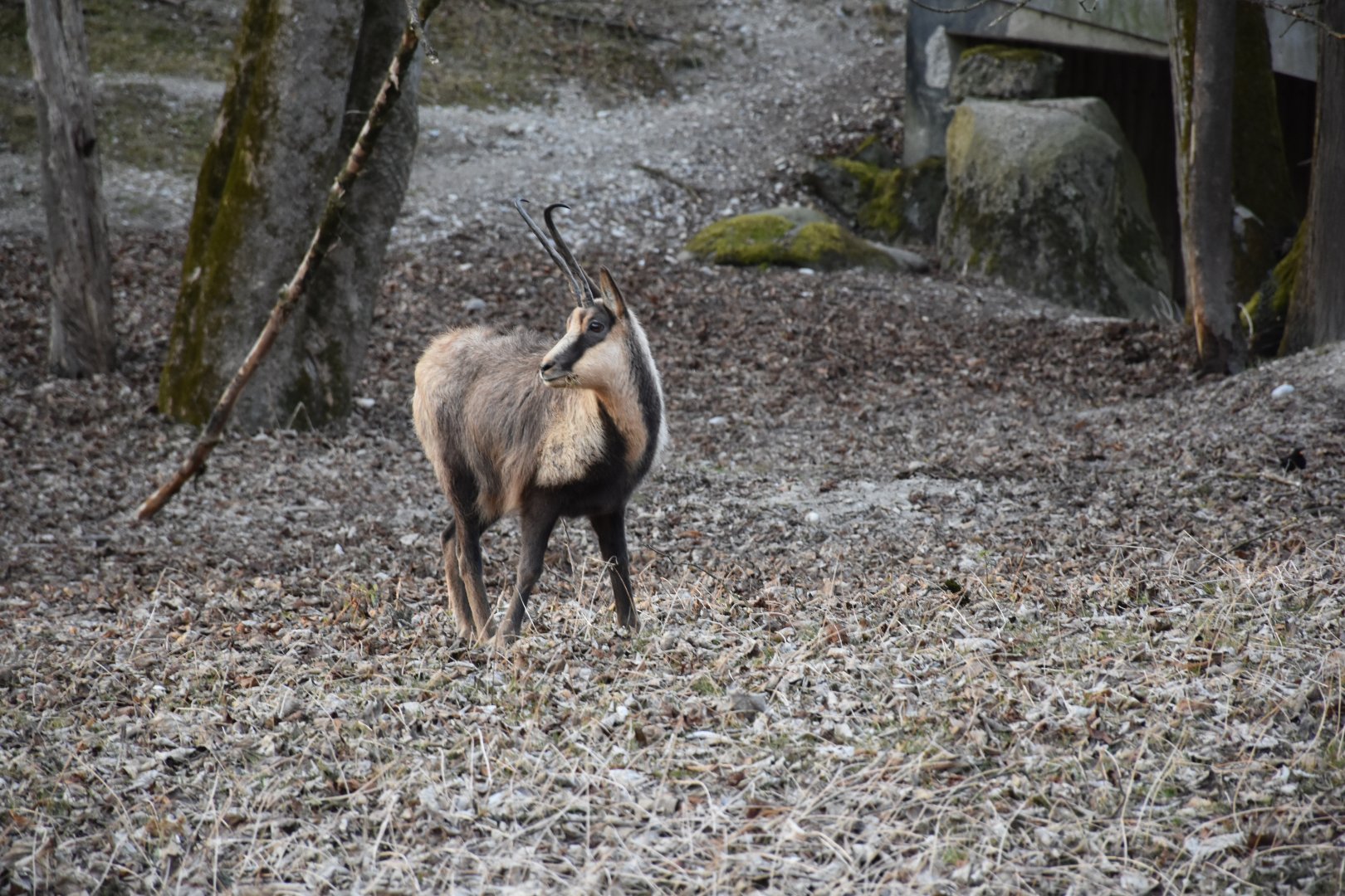 Abruzzo chamois