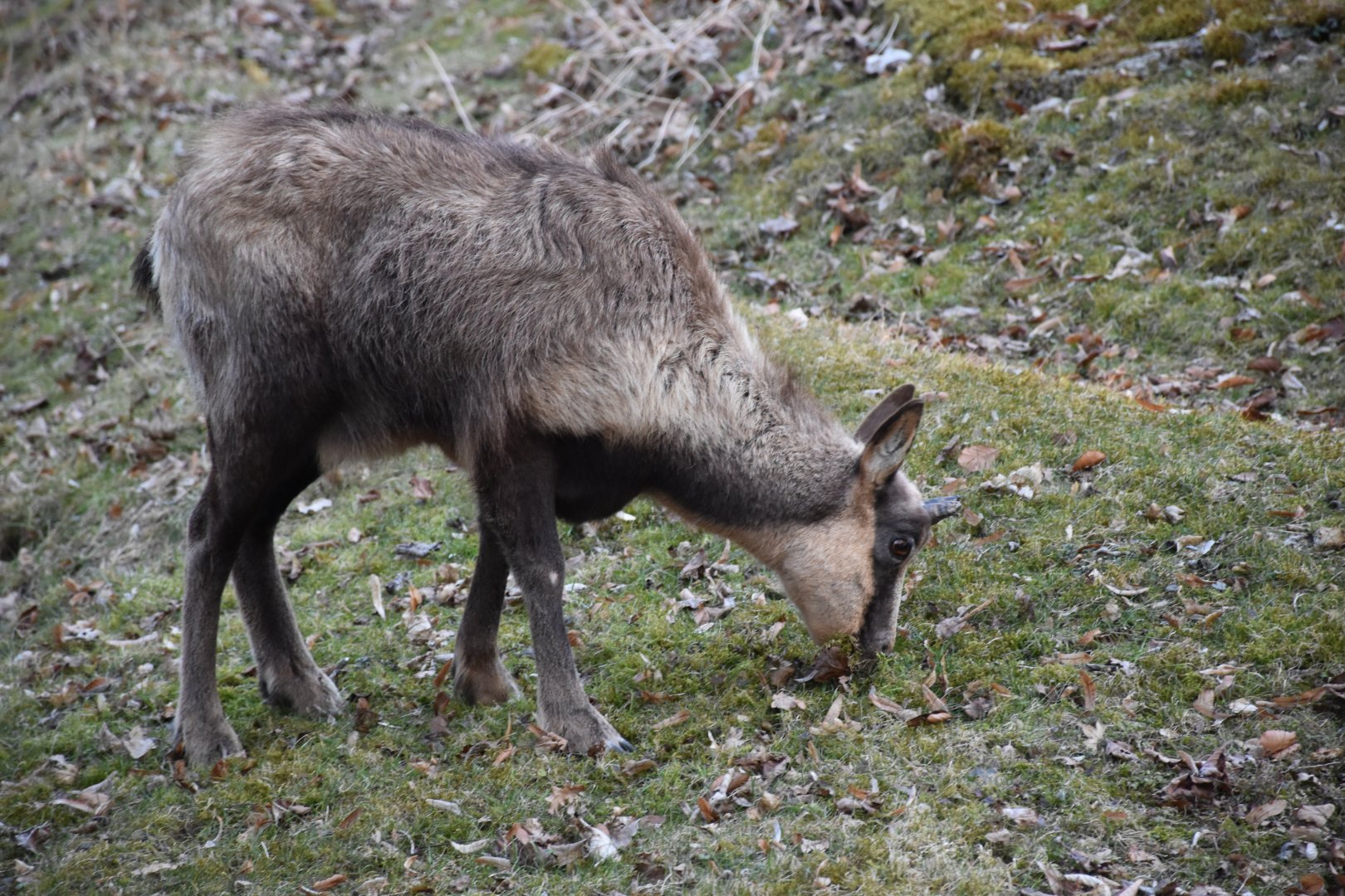 Abruzzo chamois