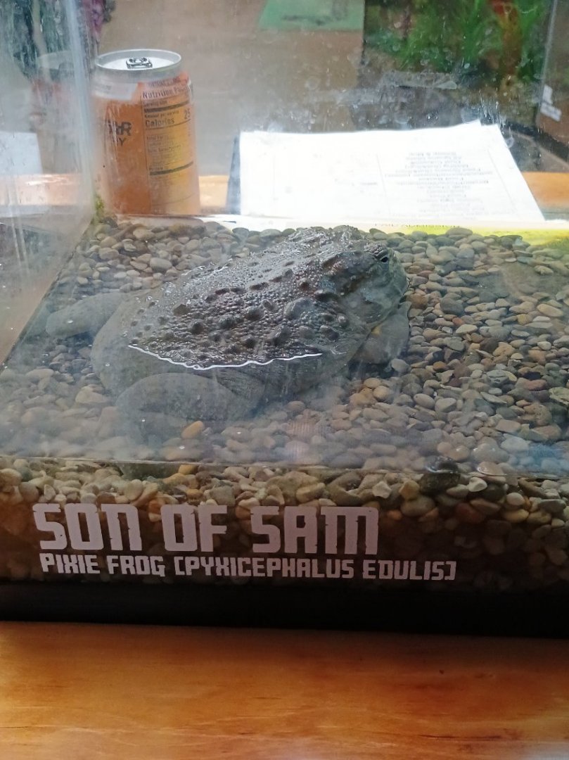 Absolute unit (11/14/24)