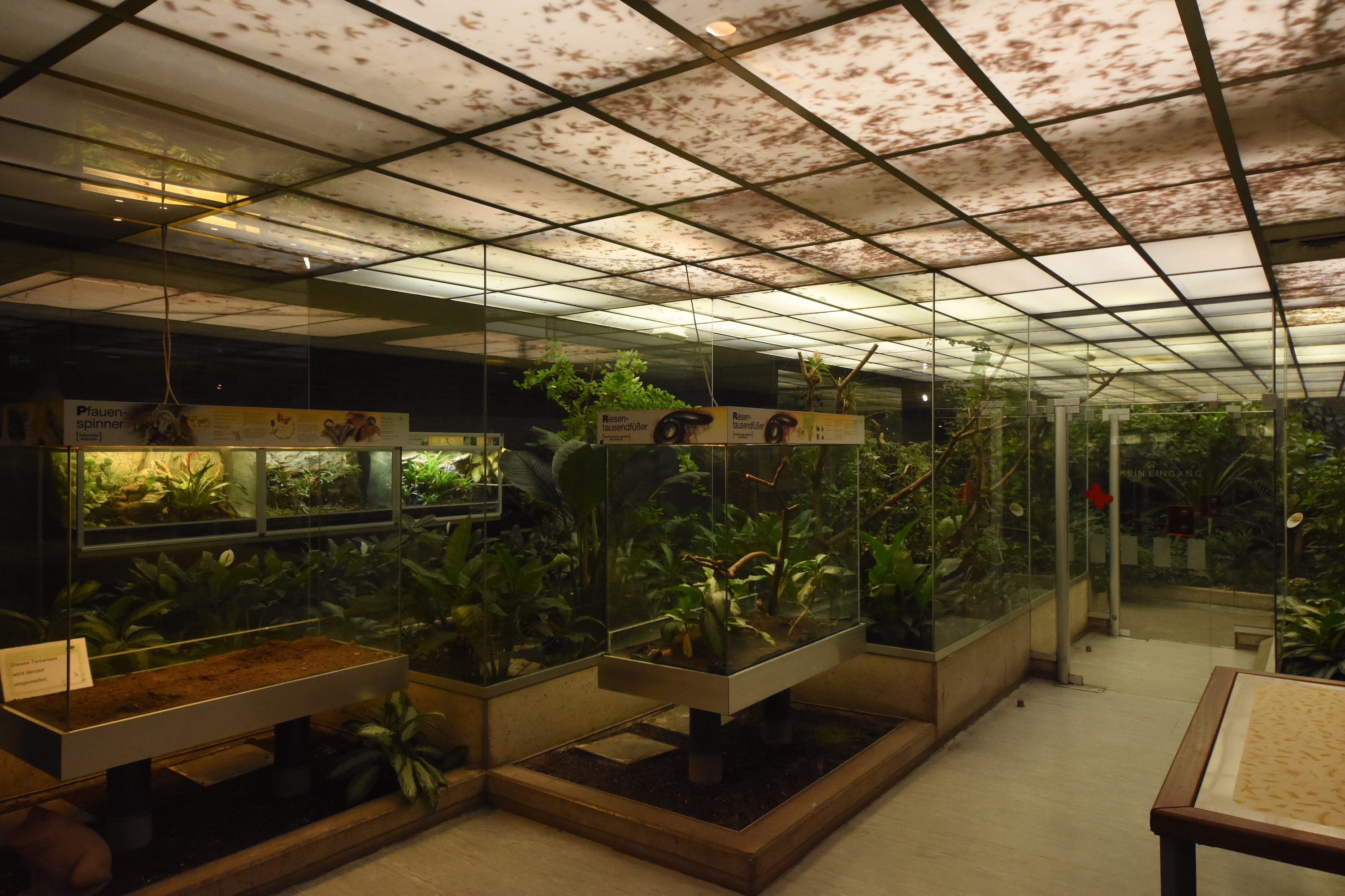 Abstract butterfly walkthrough