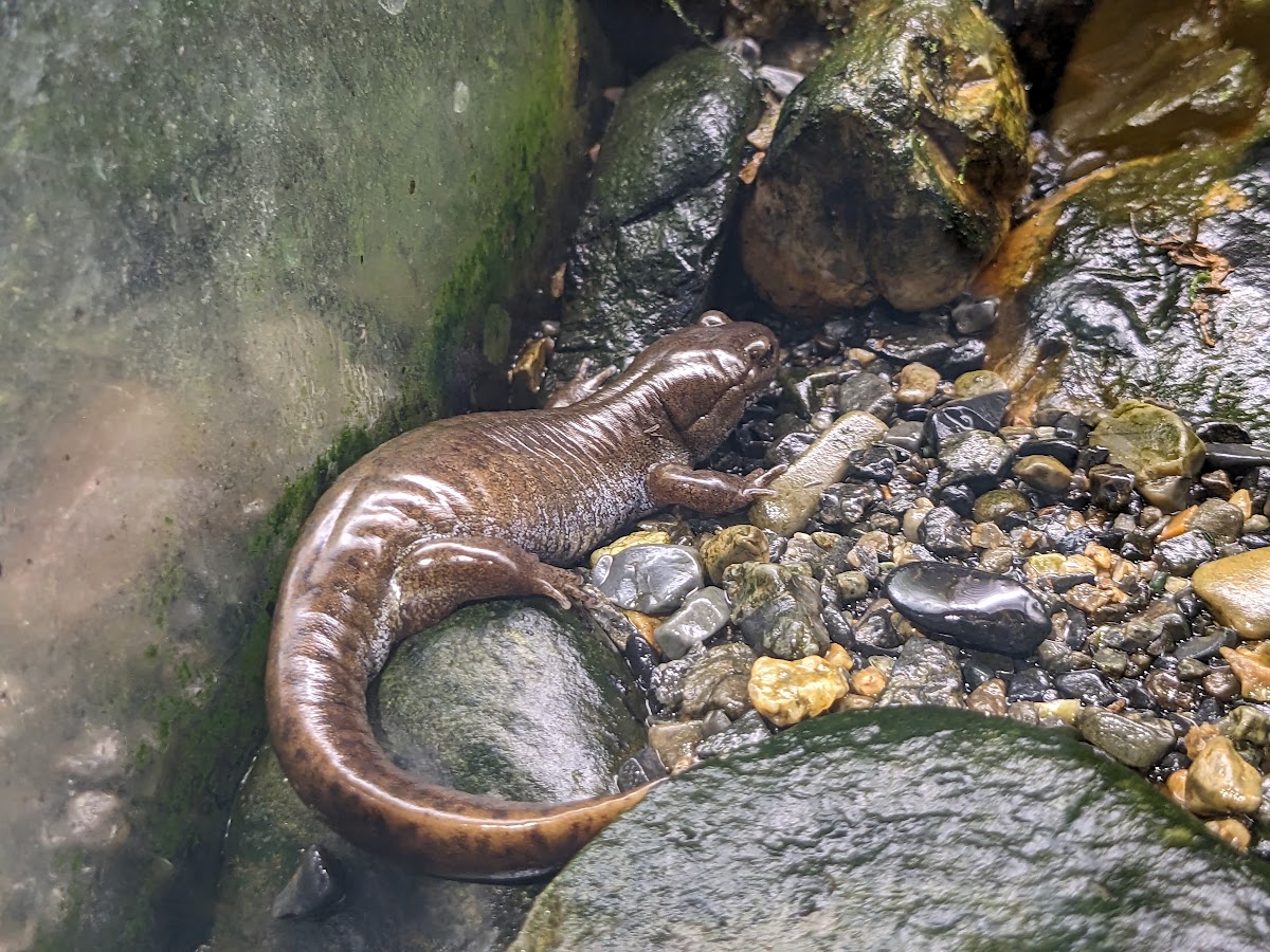 Abu salamander (Hynobius abuensis)