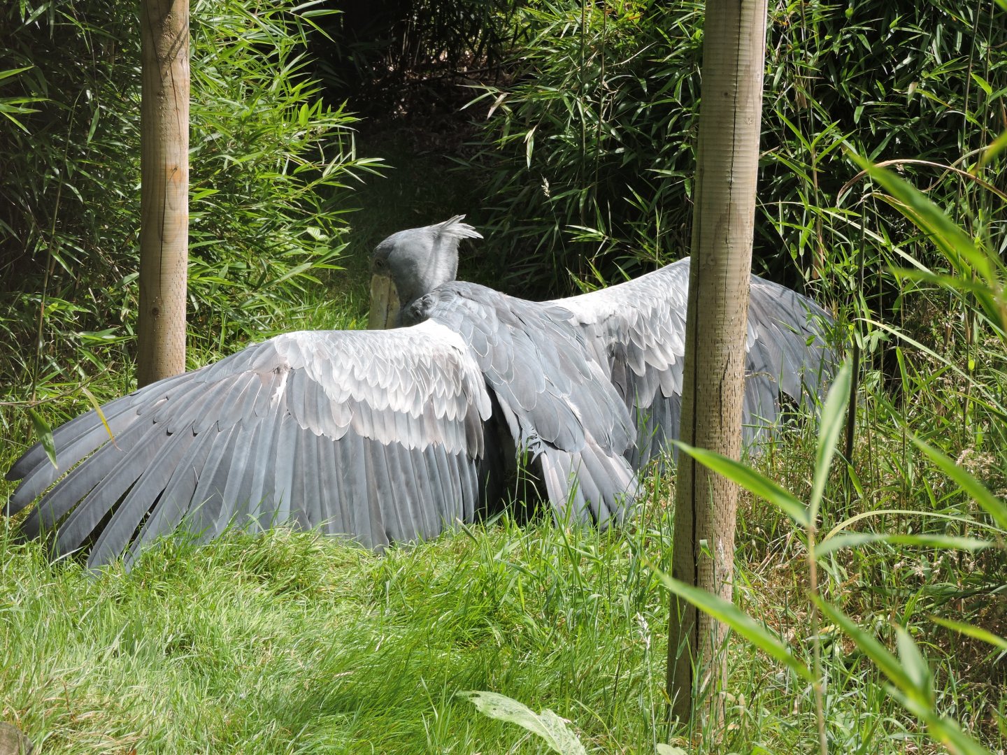 Abu the shoebill sunbathing