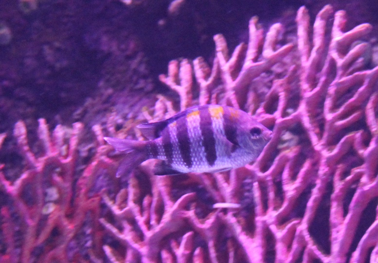 Abudefduf saxatilis - Sergeant Major