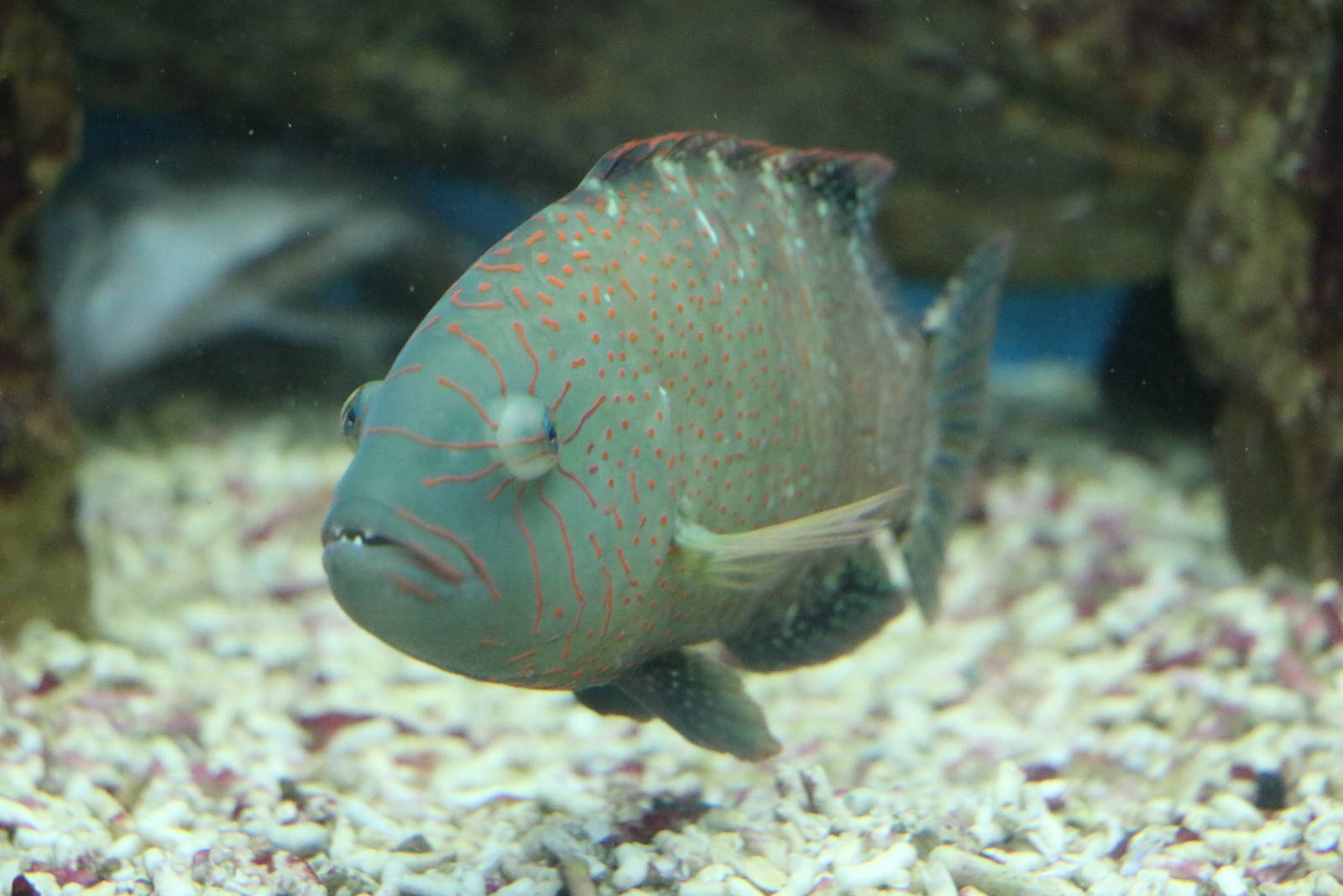 Abudjubbe wrasse, February 2016